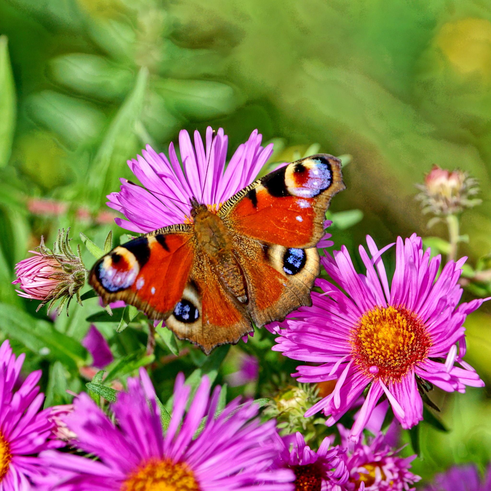 Лето бабочки. Лето насекомые. Природа цветы. Лето цветы бабочки. Про лета бабочка