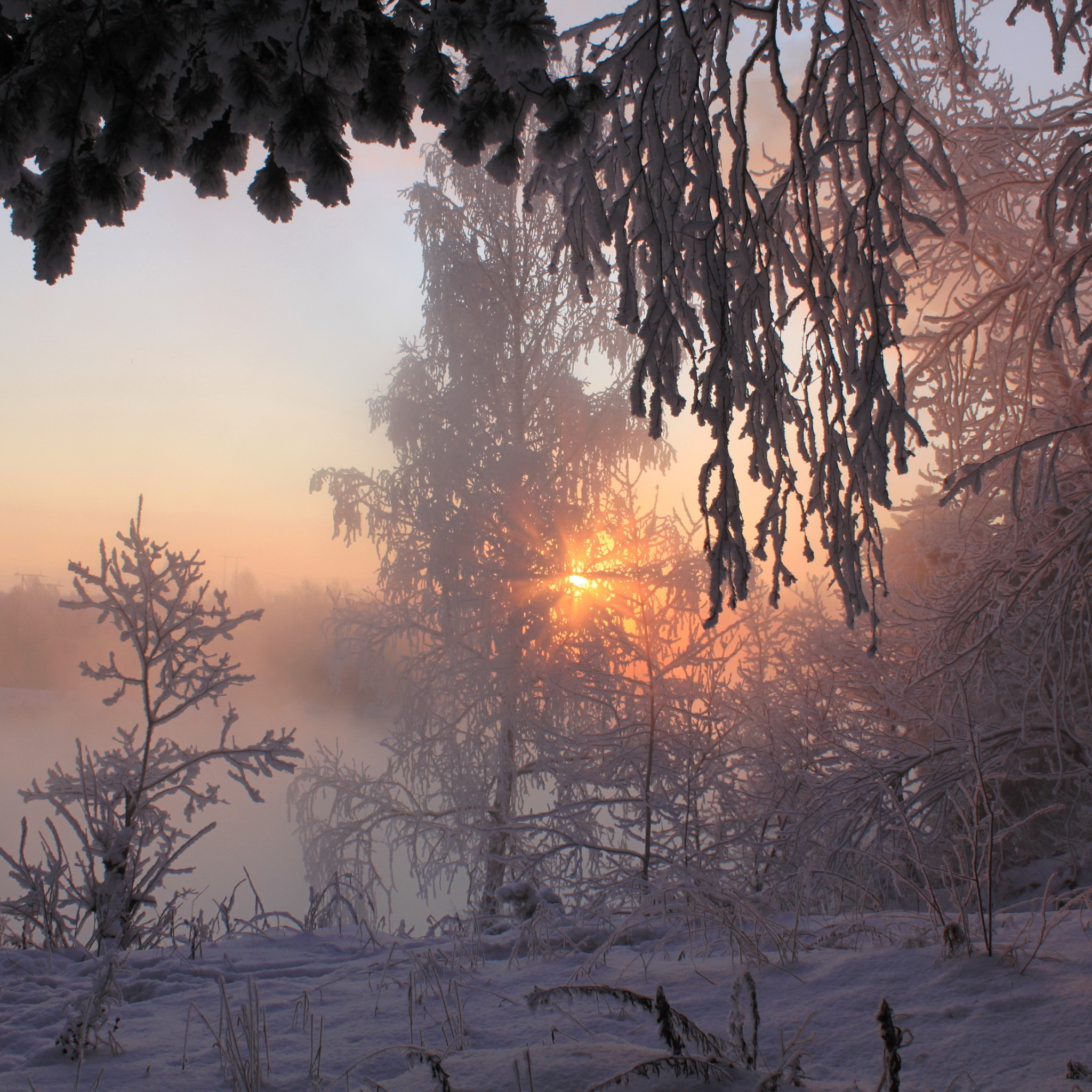 Фф и в морозном лесу навеки останусь. Морозное утро в лесу. Морозное утро. Утро зимой. Снежное морозное утро.