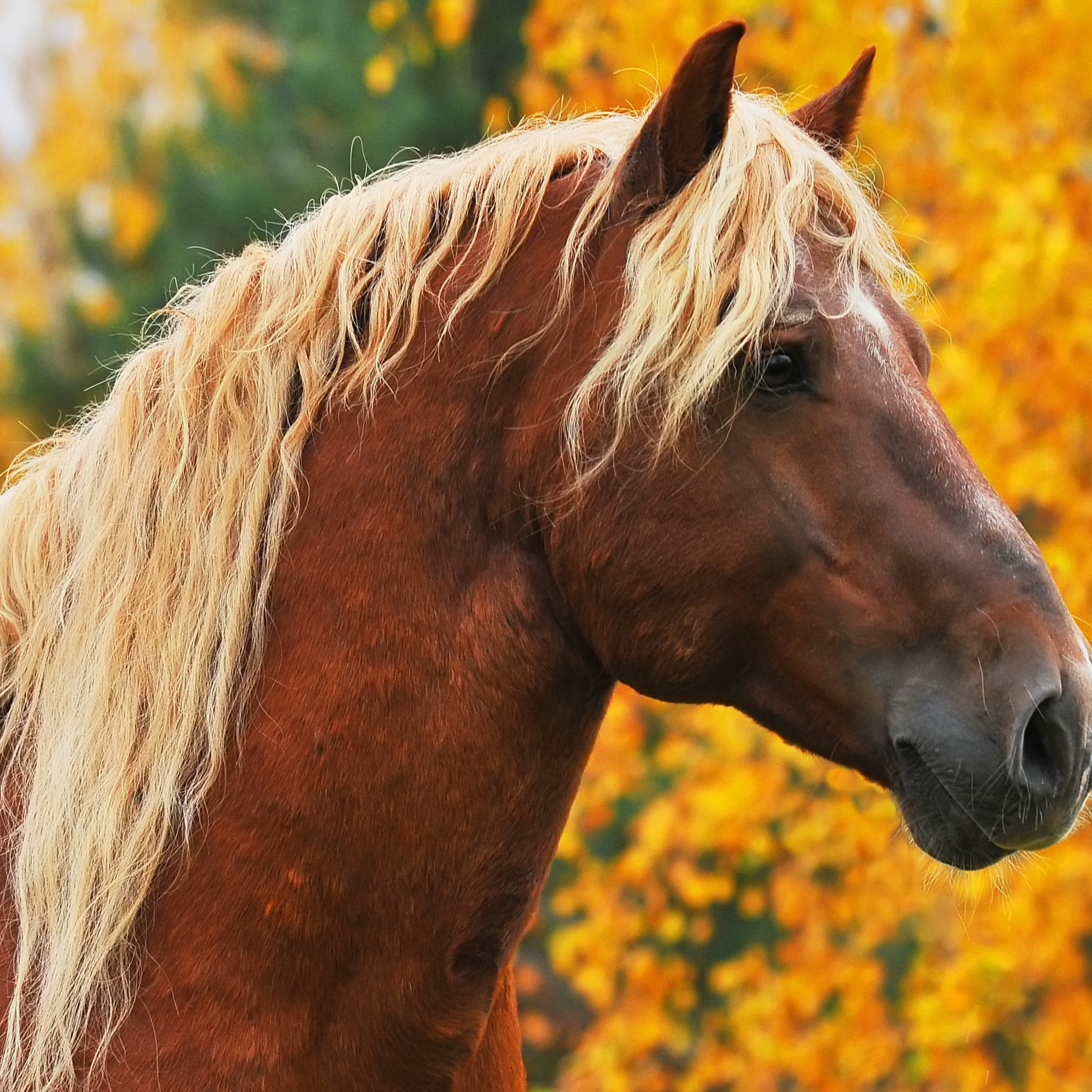 Желтая лошадка. Лошадь с желтой гривой. Коричневая лошадь. Светло коричневая лошадь. Лошадь с коричневой гривой.