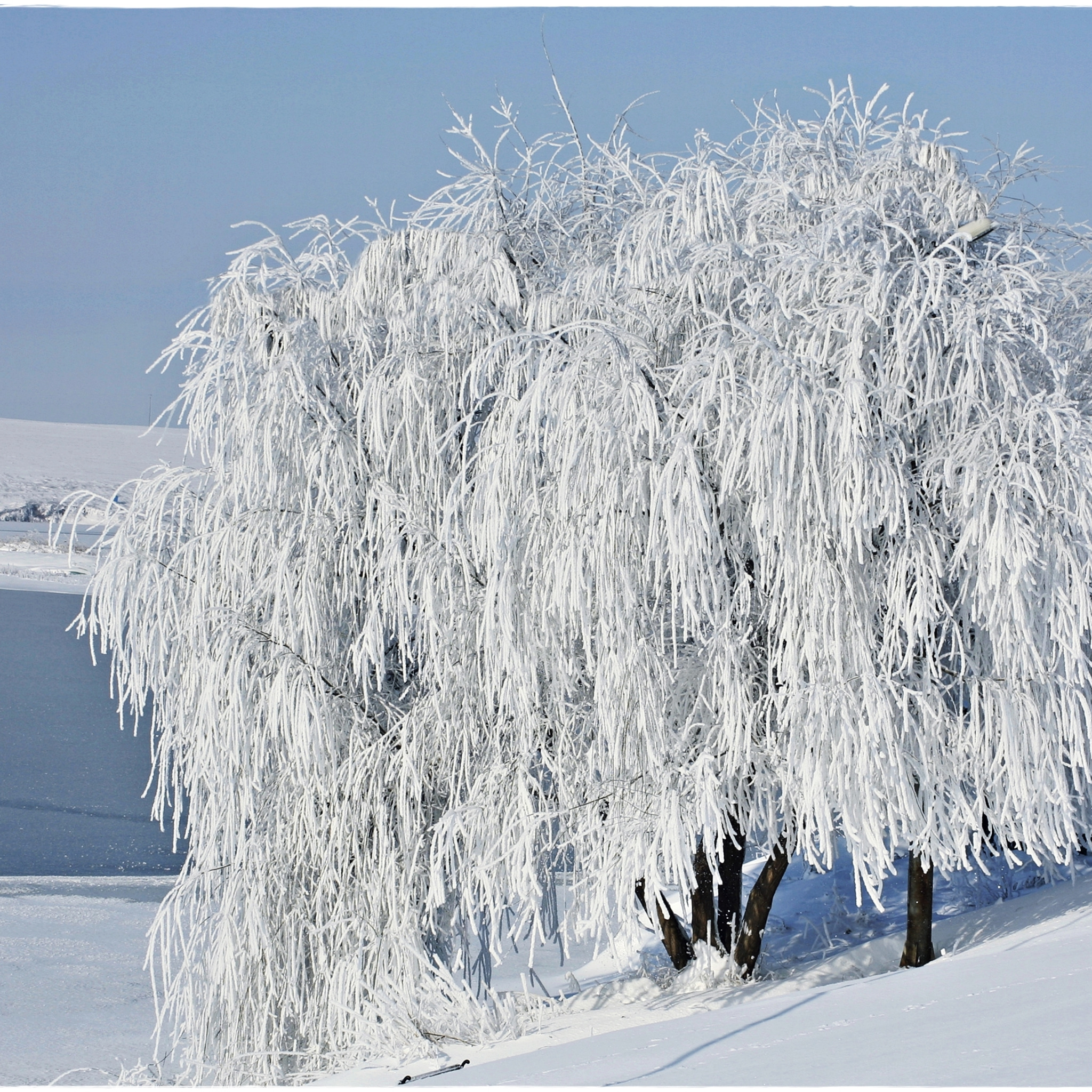 Белая зима картинки