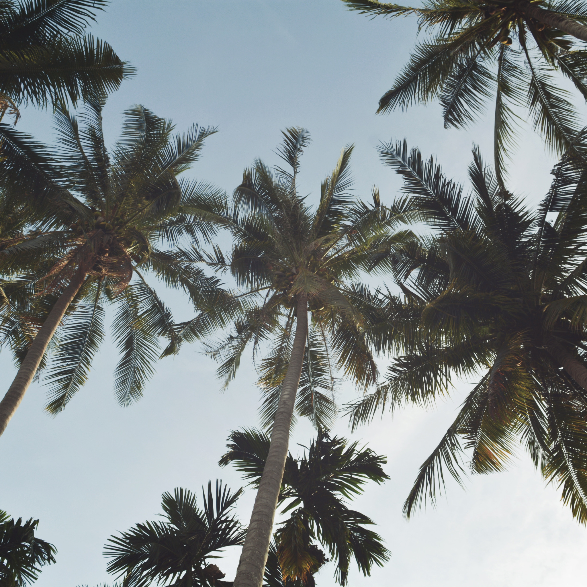 What Did The Hurricane Say To The Coconut Palm Tree