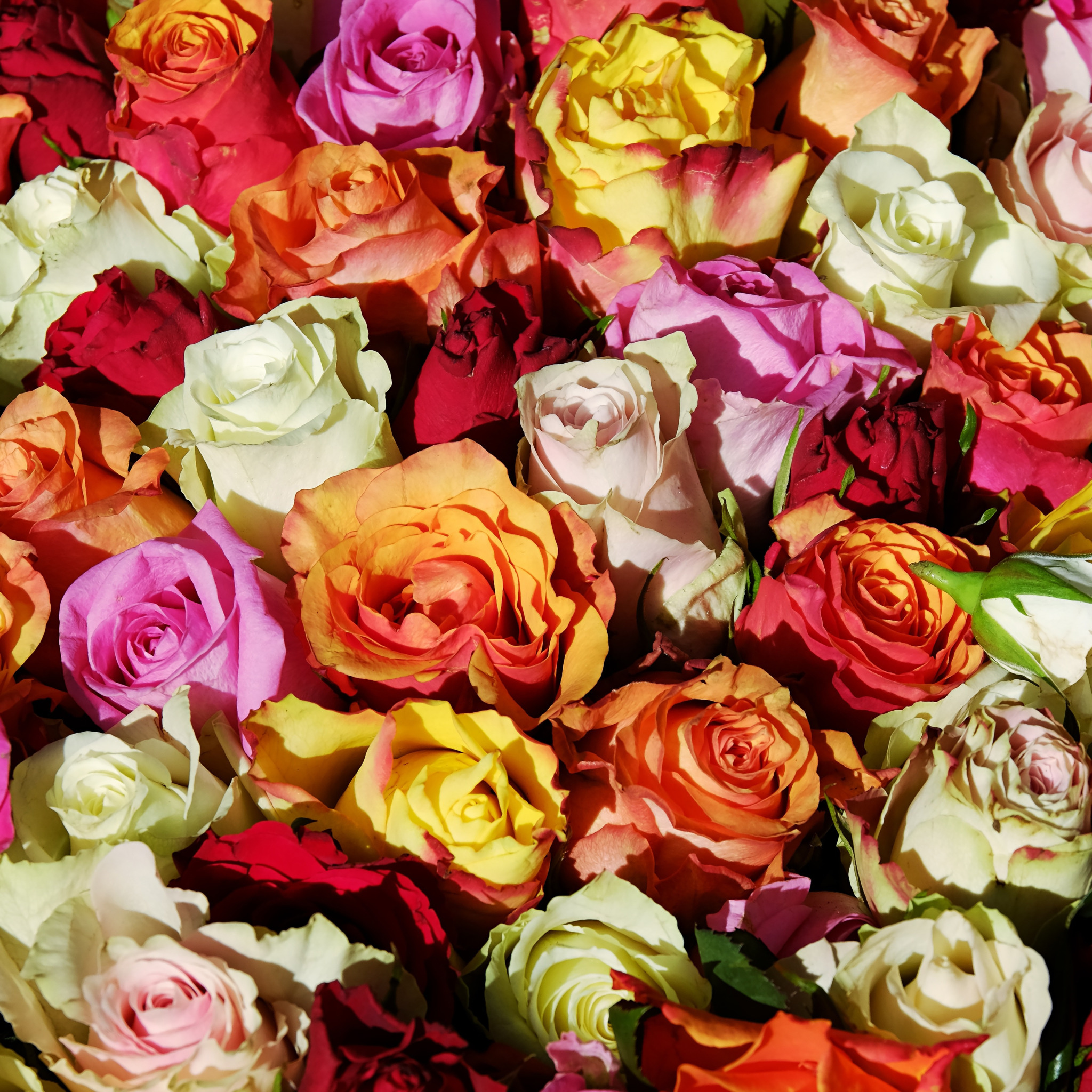 Пазл розы. Цветы розы. Много букетов цветов. Цветные розы белые розовые. Разноцветные розы бутон.