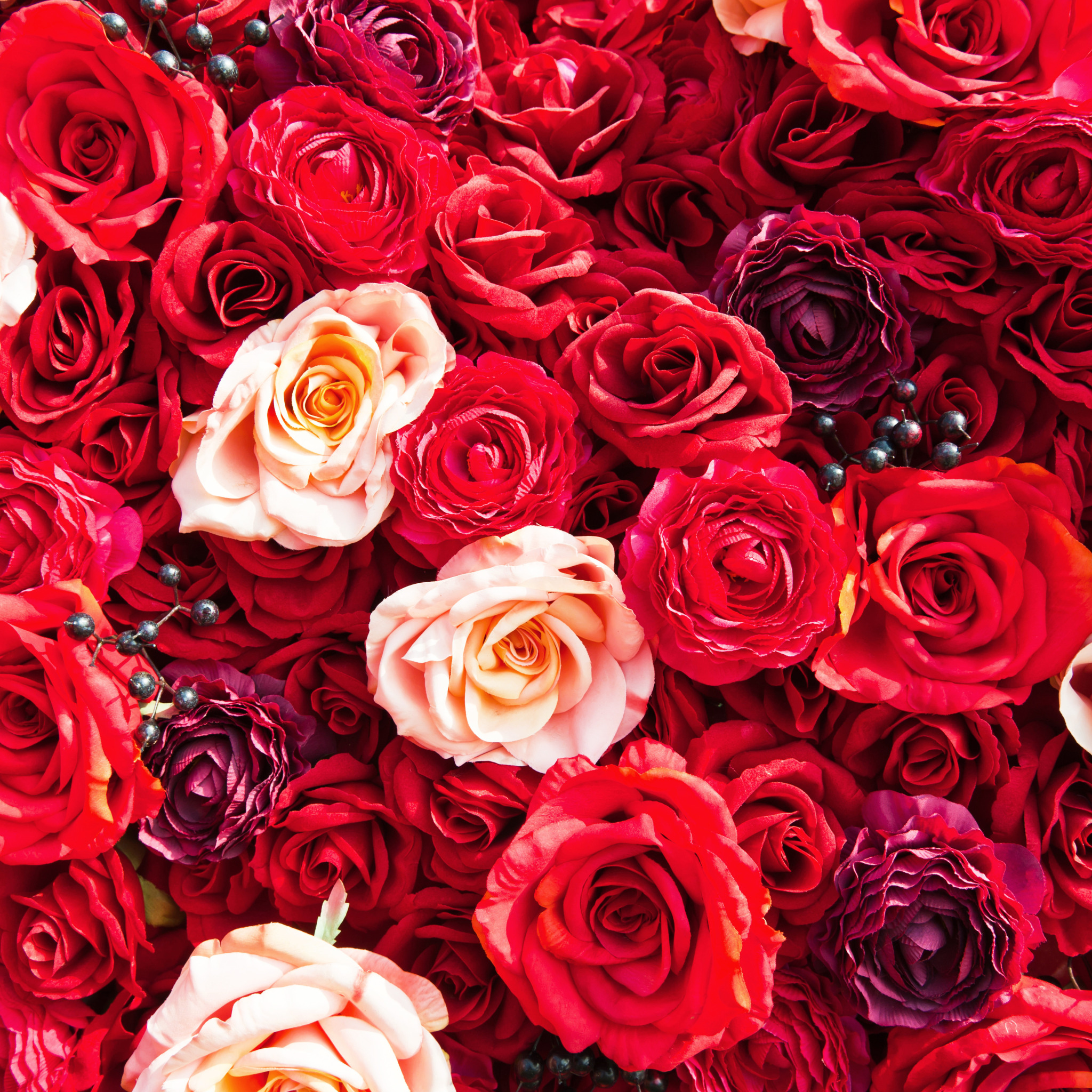 Много роз красивых. Красный цветок. Яркие розы. Цветочный фон. Много роз.
