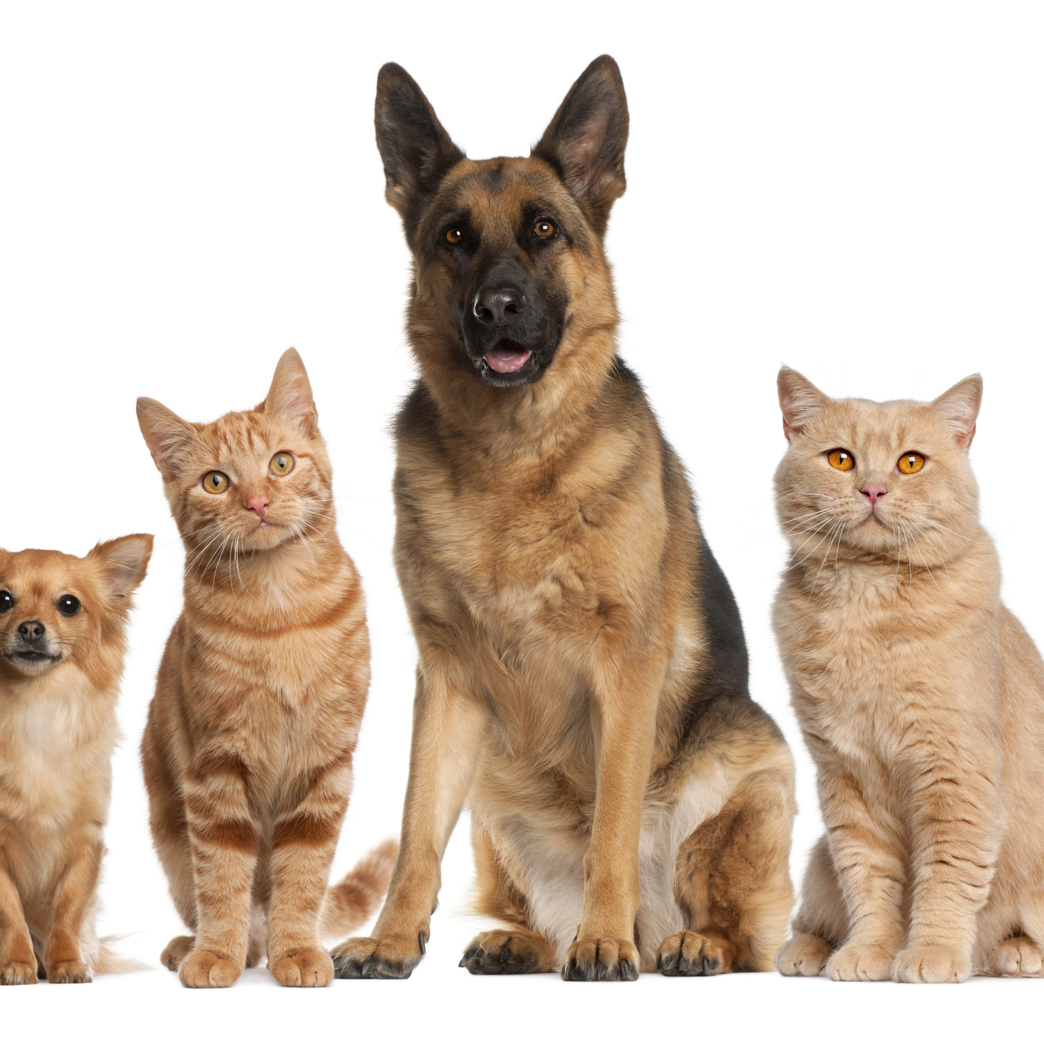 Методы улучшения пород кошек собак в клубах. Домашние животные. Кот и собака. Породистые кошки и собаки. Кошка и собака на белом фоне.