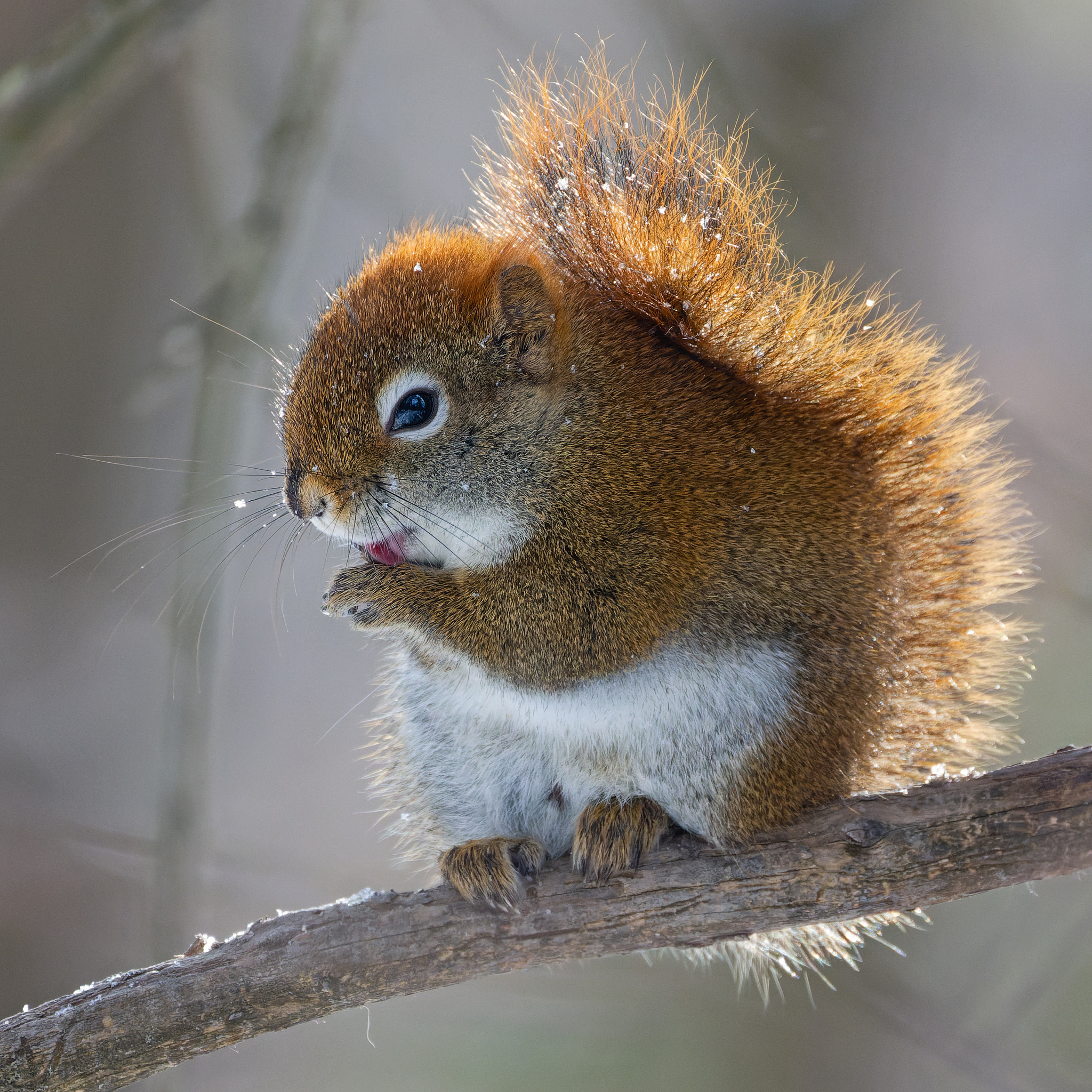 Бразильский белок. Гвианская белка. Sciurus spadiceus. Белки на ветке. Бразильская белка.