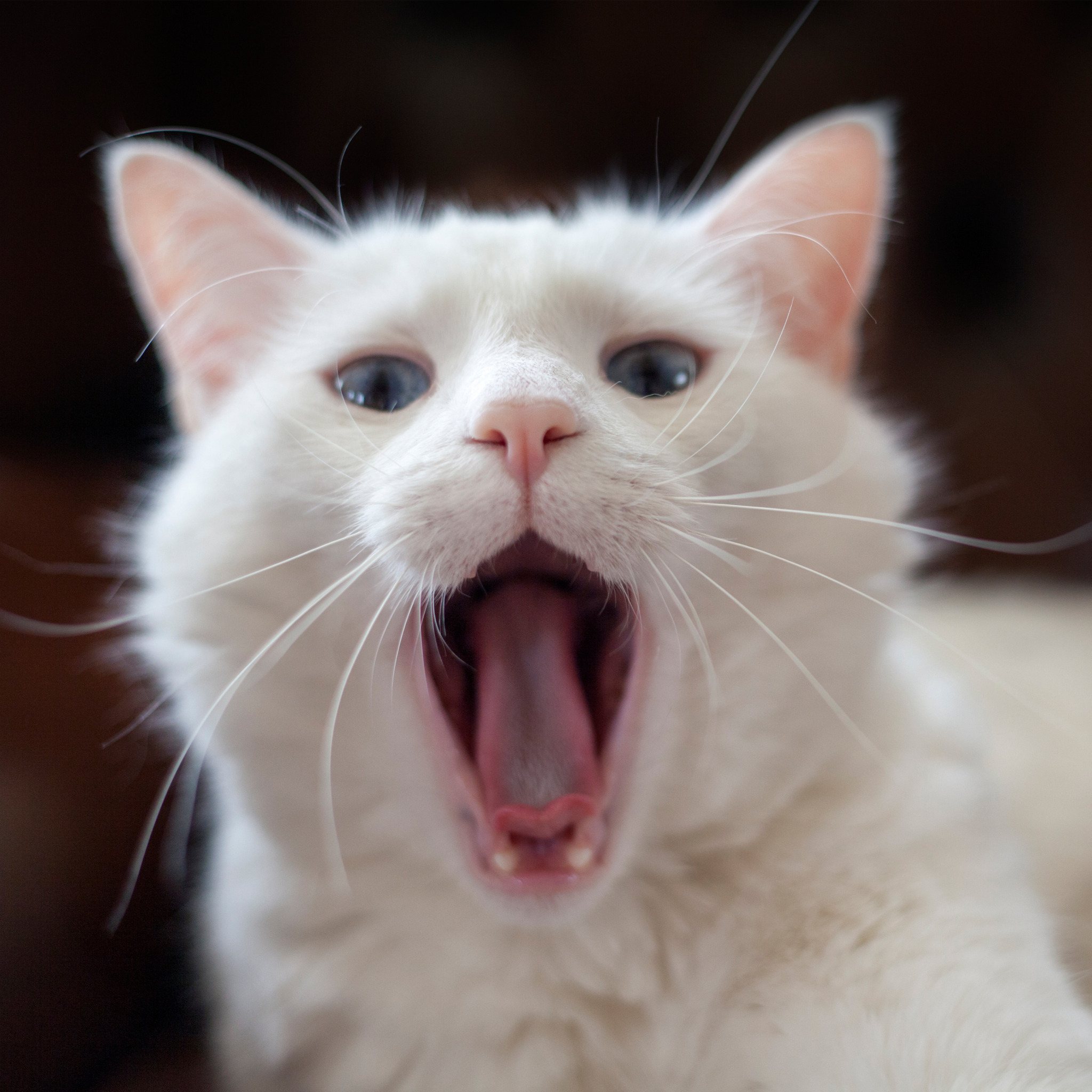 Киски показывают язык. Кот зевает. Смешной кот. Котик с открытым ртом. Смешные мордочки котов.