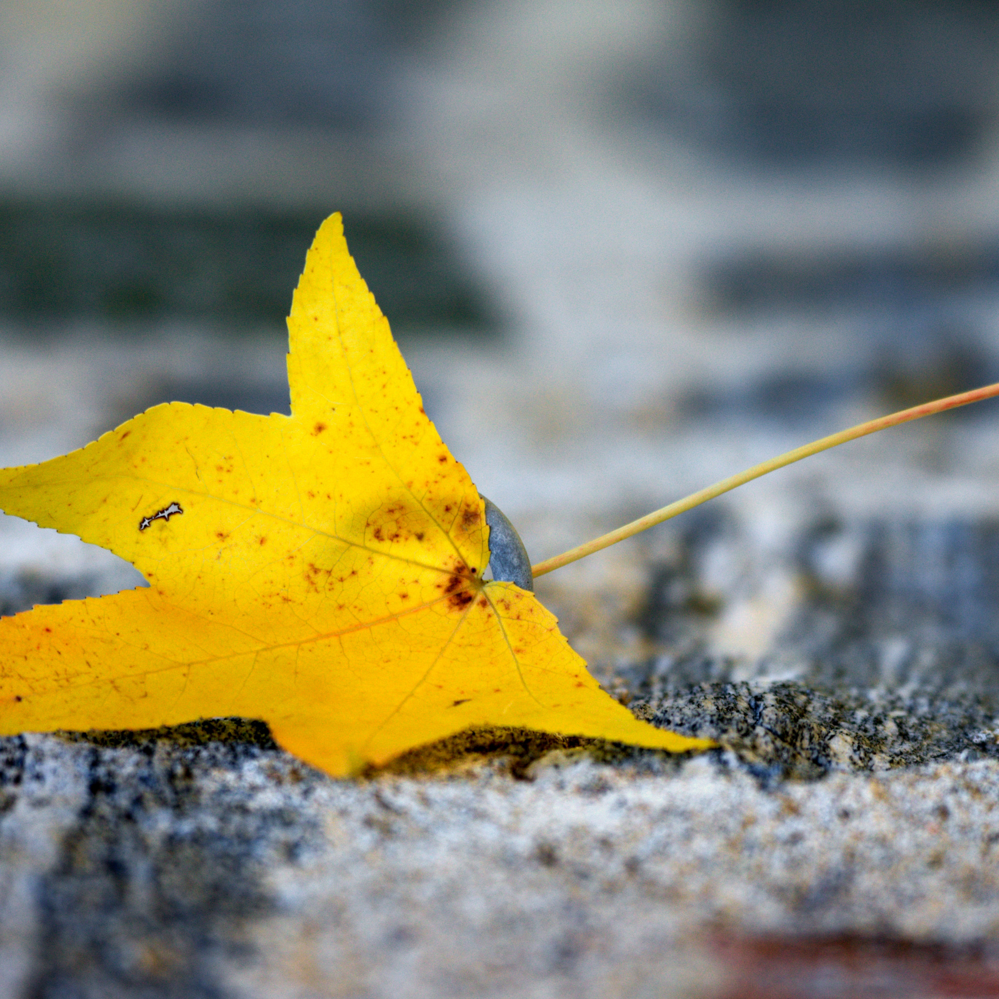 Легкий желтый лист. Осень макро. Листик желтый. Листик желтый маленький. Осенний лист с прожилками.