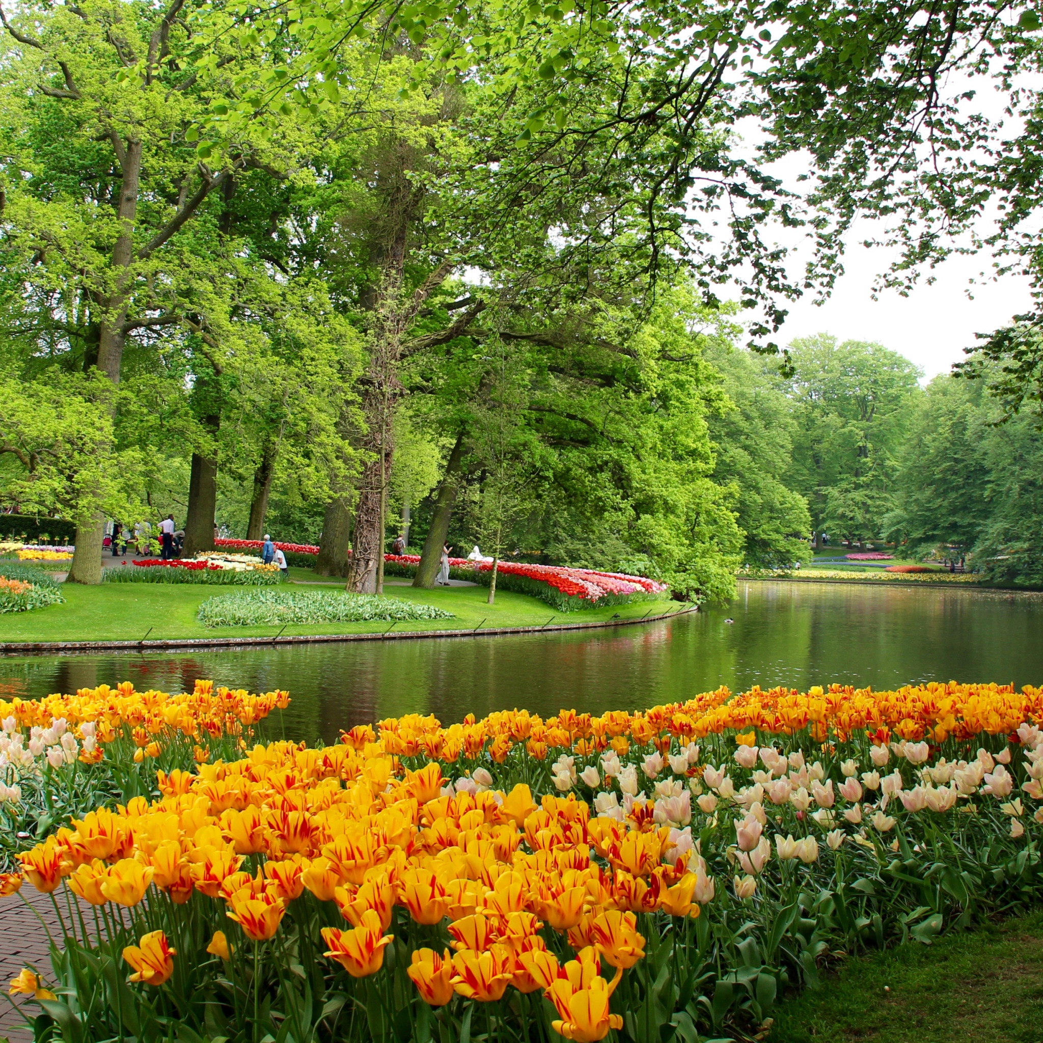 Парк какой прекрасный. Парк тюльпанов в Голландии Кекенхоф. Парк «Кекенхоф» (Keukenhof) летом. Кёкенхоф Нидерланды лебеди. Парк Кюкенхоф тюльпаны.
