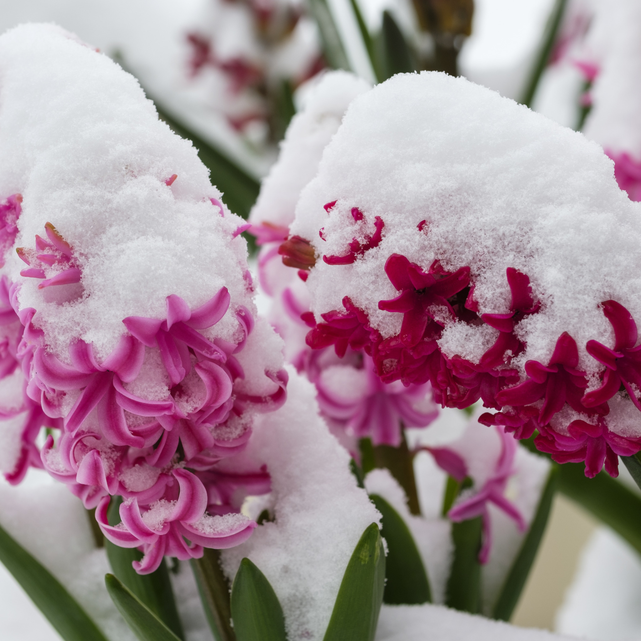 Winter spring. Гиацинт цветок. Сноу Флауэр. Зимние цветы. Цветы в снегу.