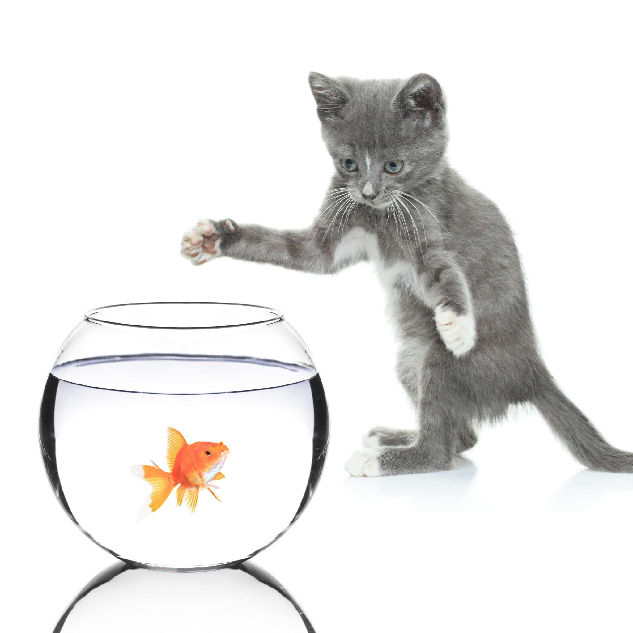 Аквариум для кота внутри. Кот и рыбка в аквариуме. Котенок и аквариум. Котенок с рыбкой. Аквариум на белом фоне.
