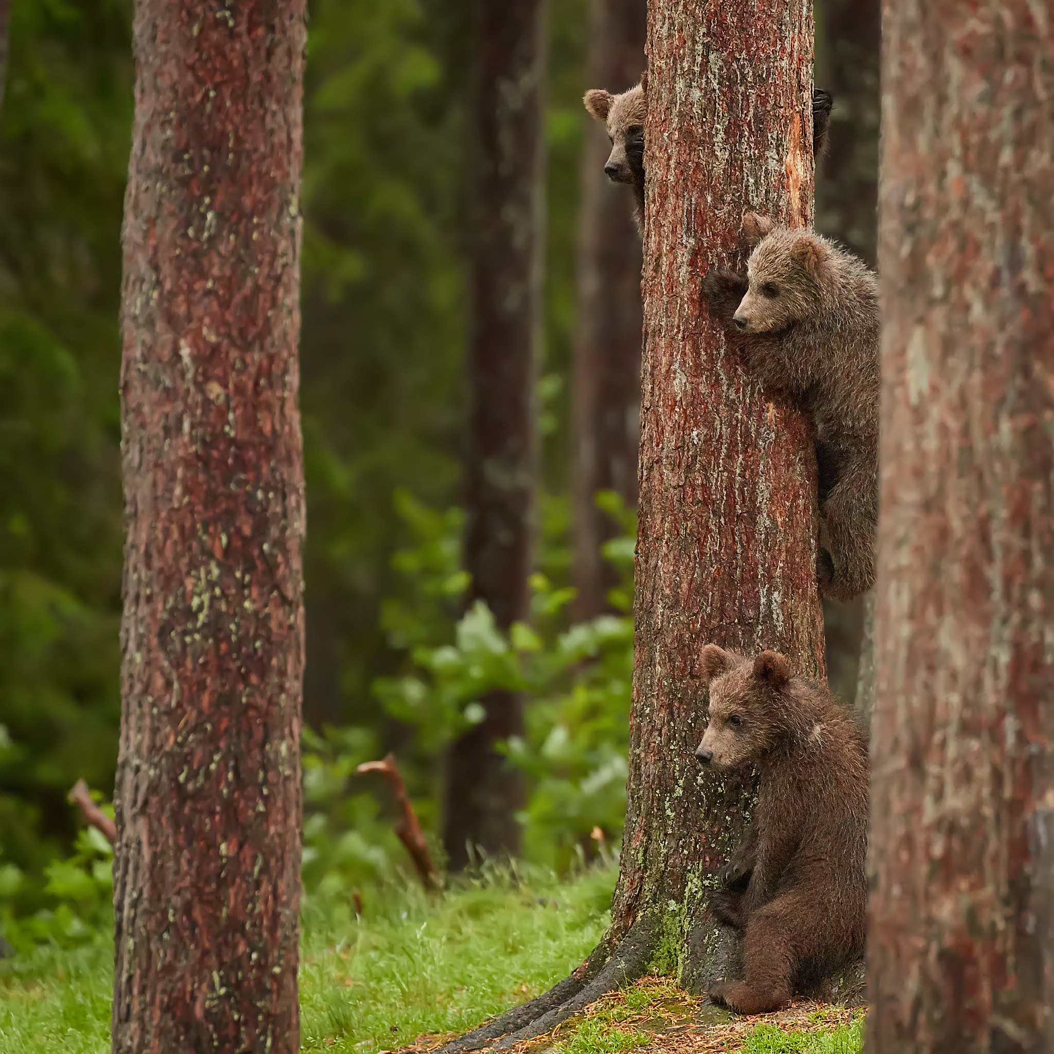 Tree bear