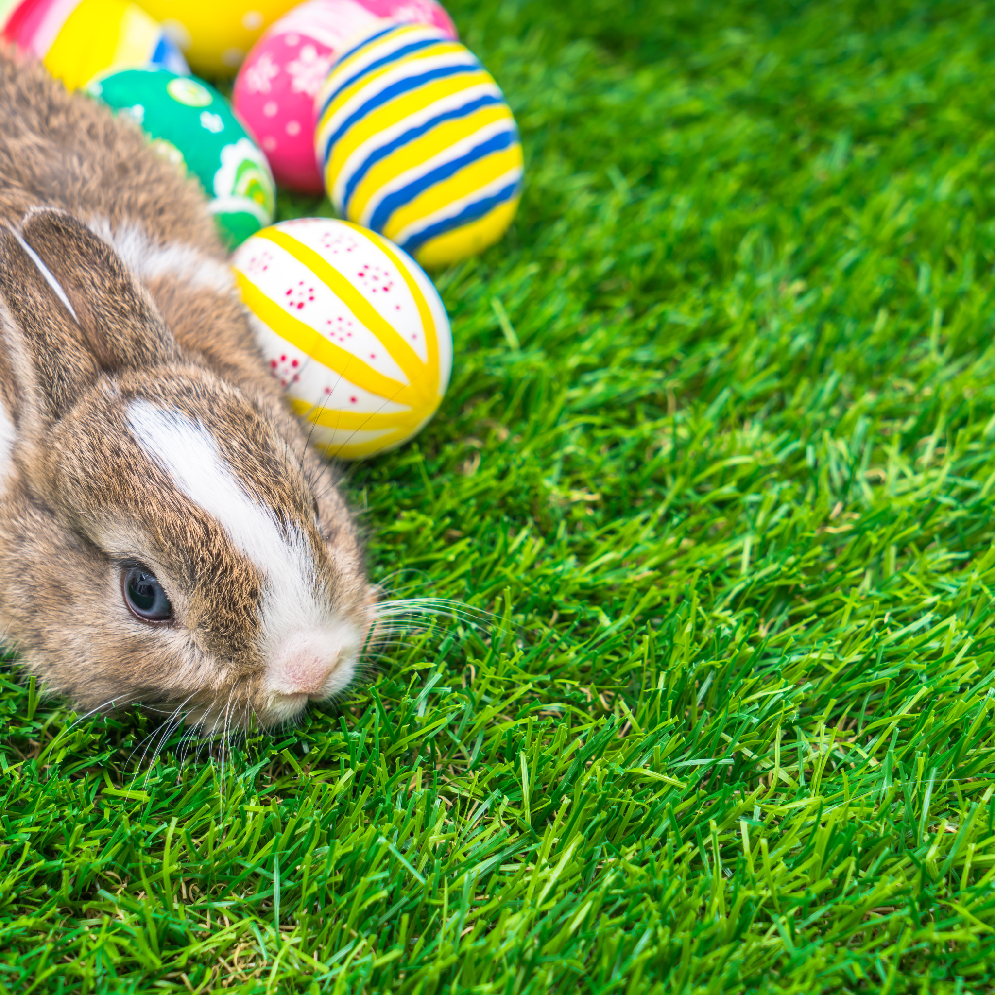 Пасхальный кролик где. Пасхальный кролик. Пасха кролик. Кролик с яйцами на Пасху. Пасхальный кролик с яйцами.
