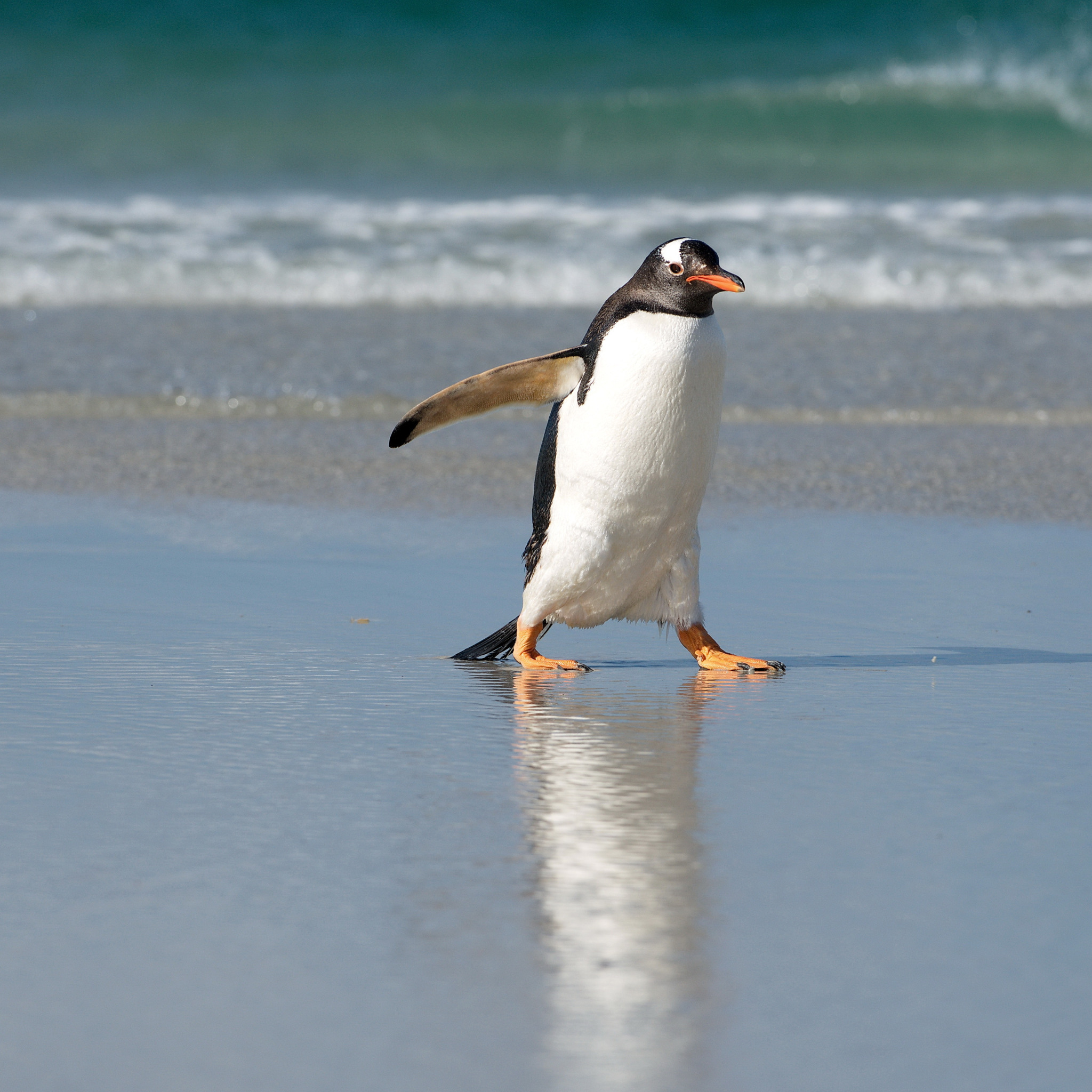 Значение пингвинов в природе. Пингвин. Пингвины в море.