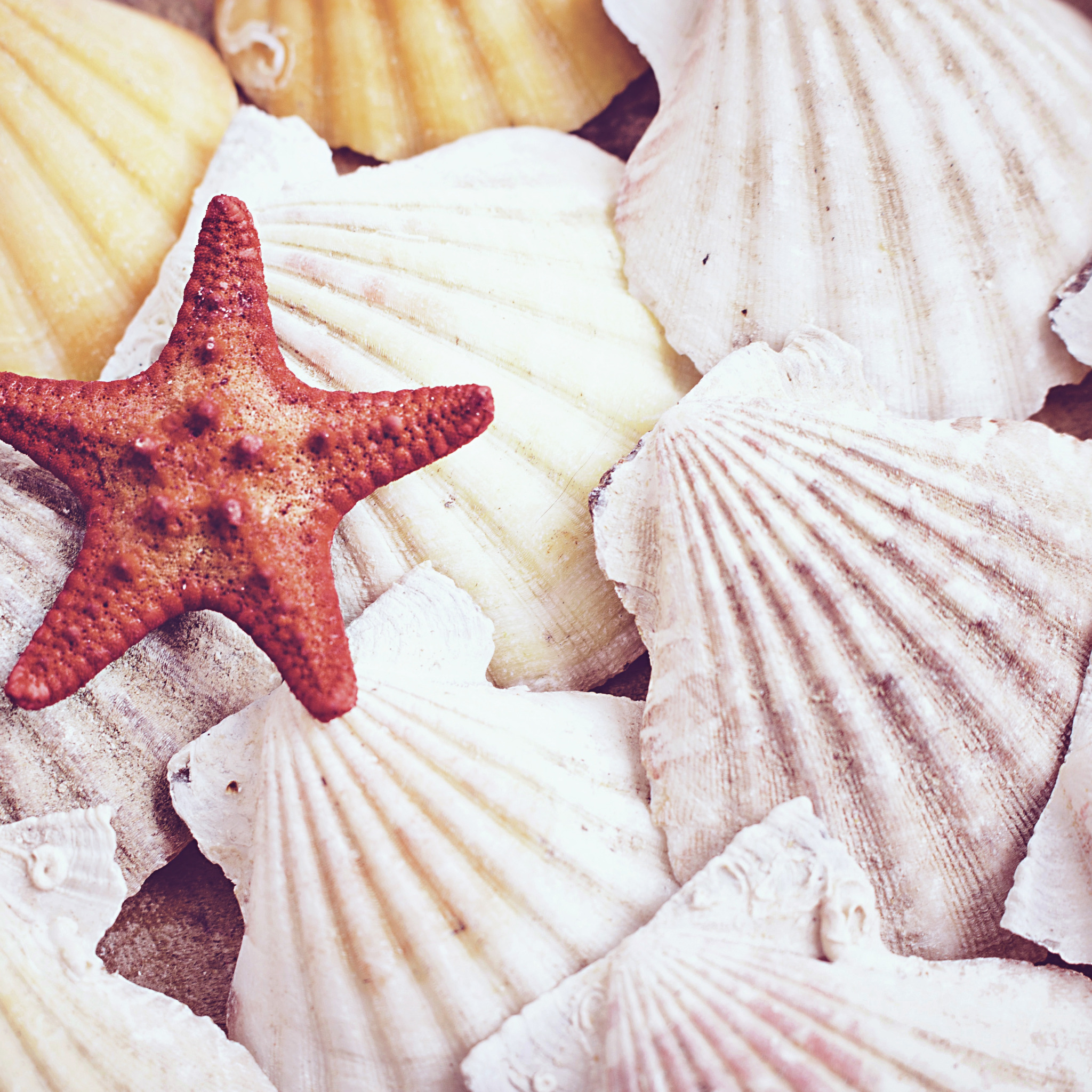 Морская раковина. Море ракушки. Ракушки и морские звезды. Морская тематика ракушки.