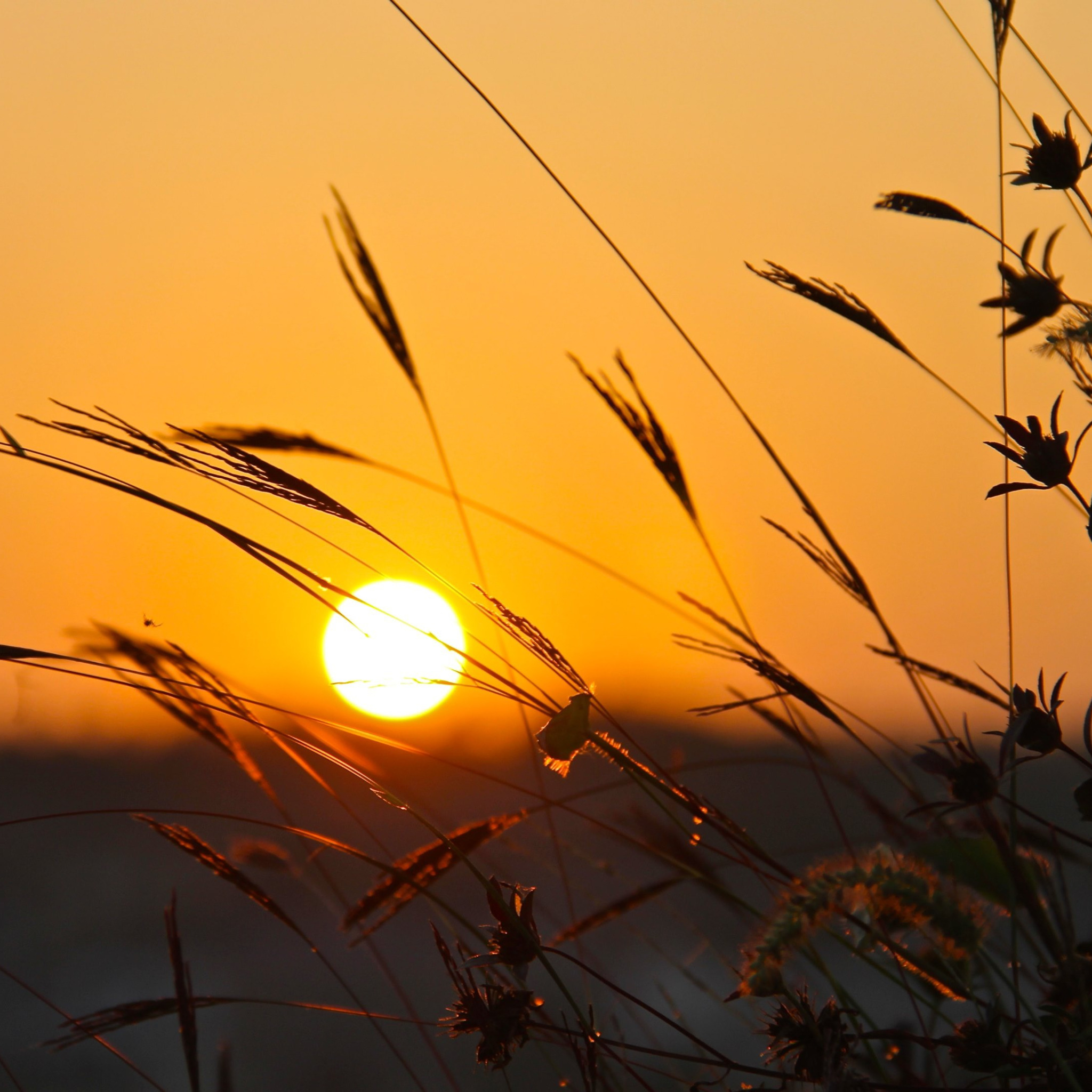 Ярче солнца треки. Поле солнце. Закат солнца красивый в поле. Восход солнца в поле. Легкий закат на природе.