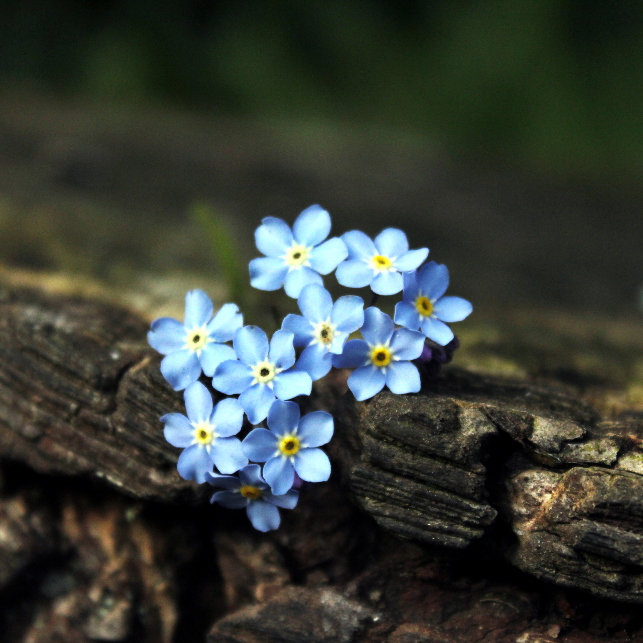 Незабудка 7. Маленькие цветочки. Маленькие голубые цветочки. Цветочки незабудки. Маленькие голубенькие цветочки.