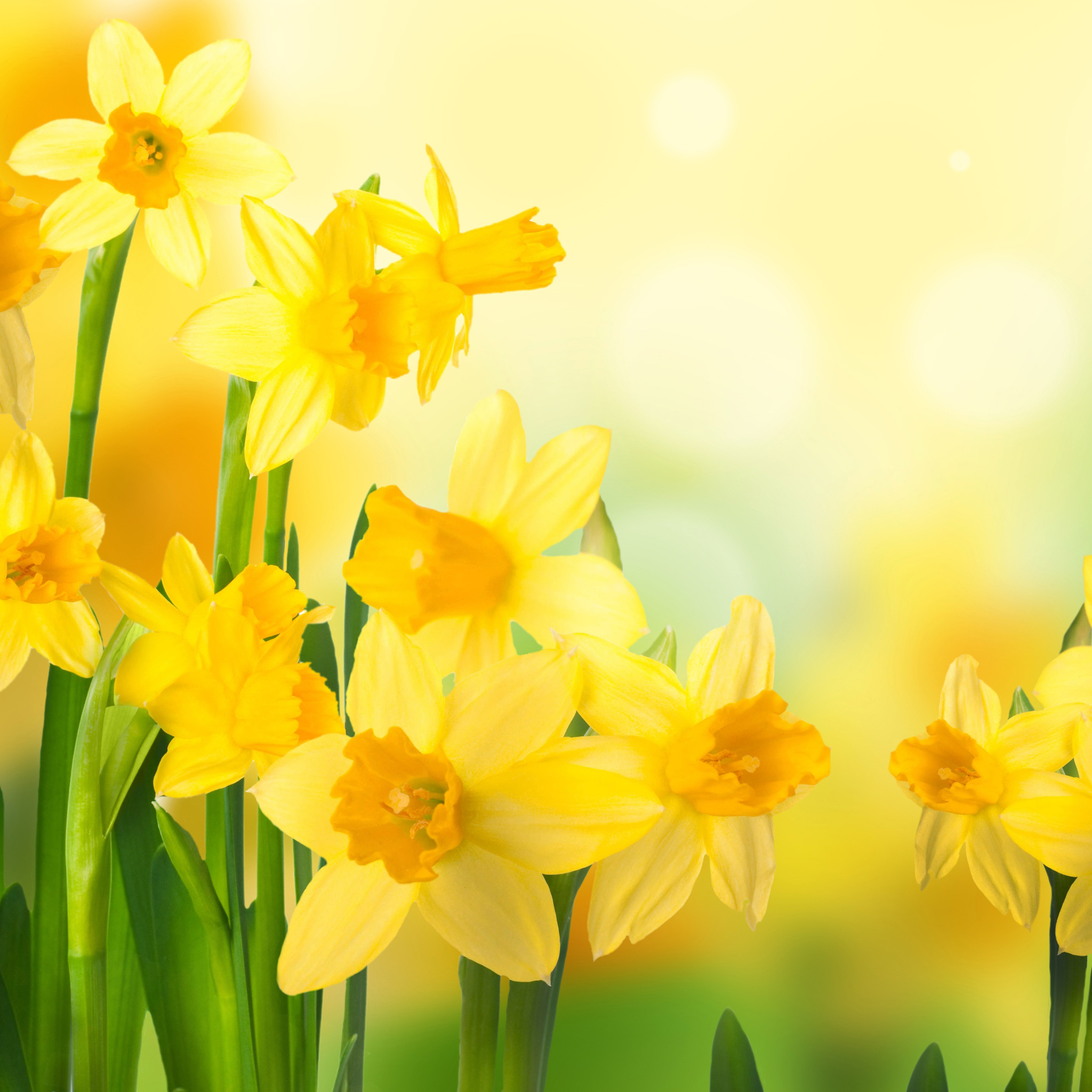 Желтые цветы которые дарят на 8. Весенние желтые цветы нарциссы. Весенний фон. Открытки с весенними цветами.