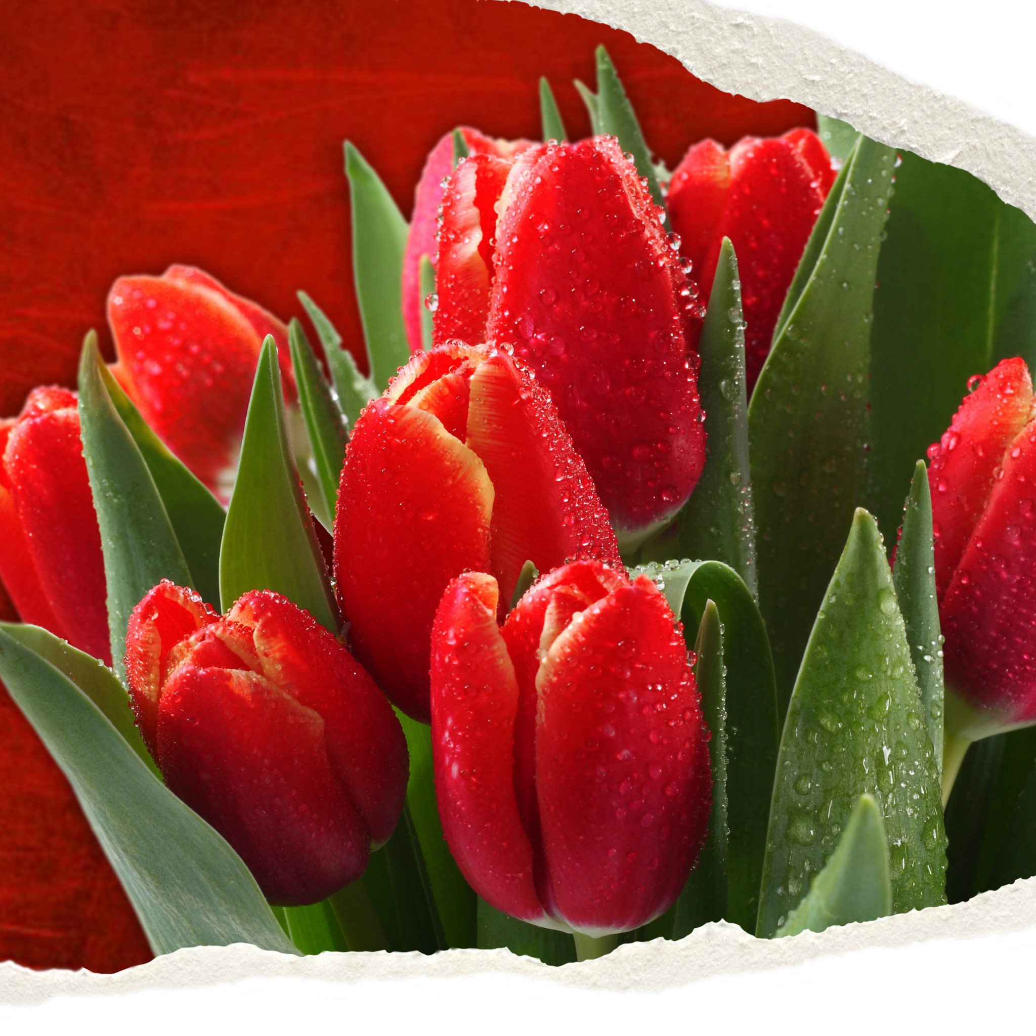 Тюльпаны картинки хорошего качества. Цветы тюльпаны. Красивые тюльпаны. Красные тюльпаны. Яркие тюльпаны.