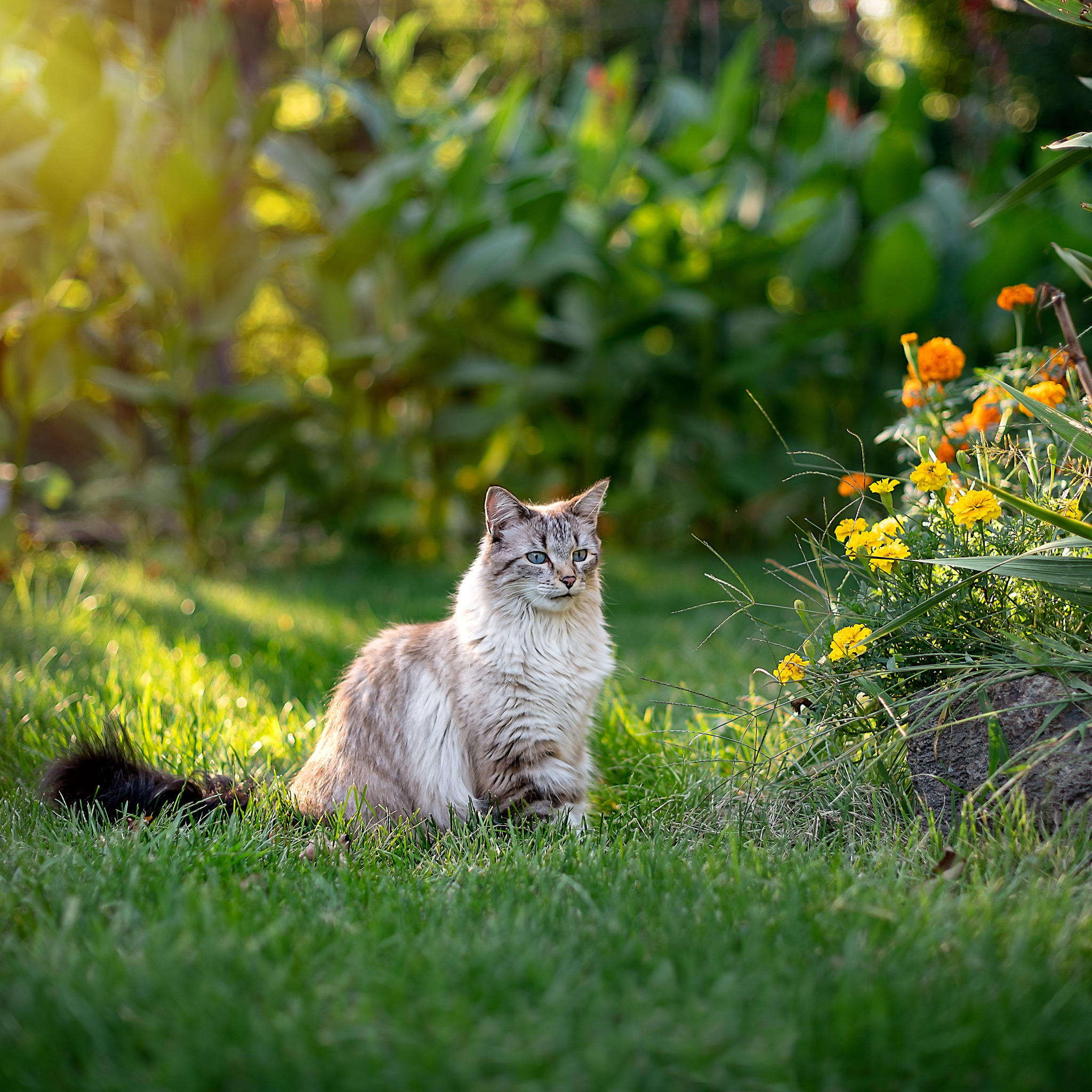 РљРѕС€РєРё Р»РµС‚РѕРј