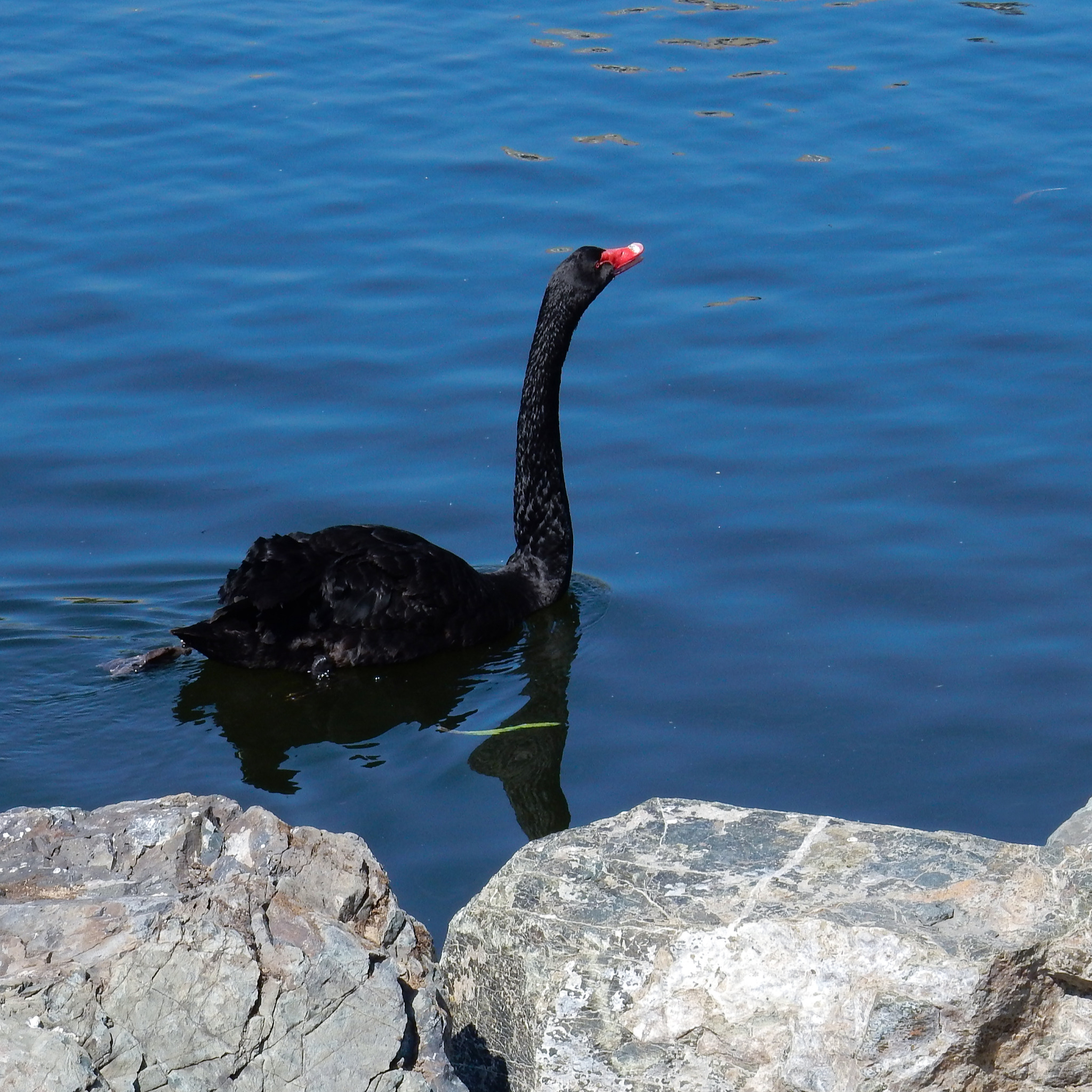 Животные озер. Черная живность в озере. Black Swan.