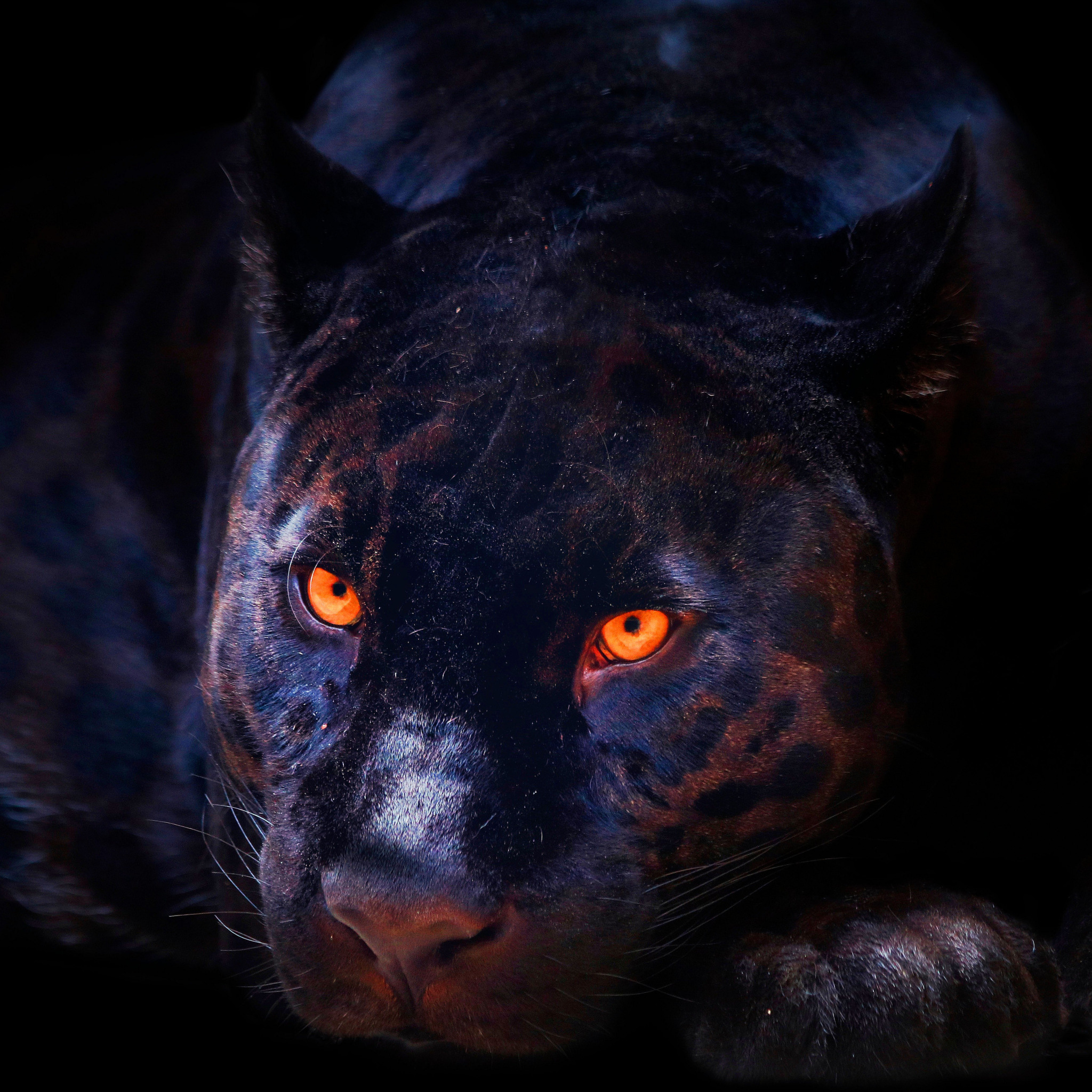фанфик глаза пантеры светятся в ночи фото 28