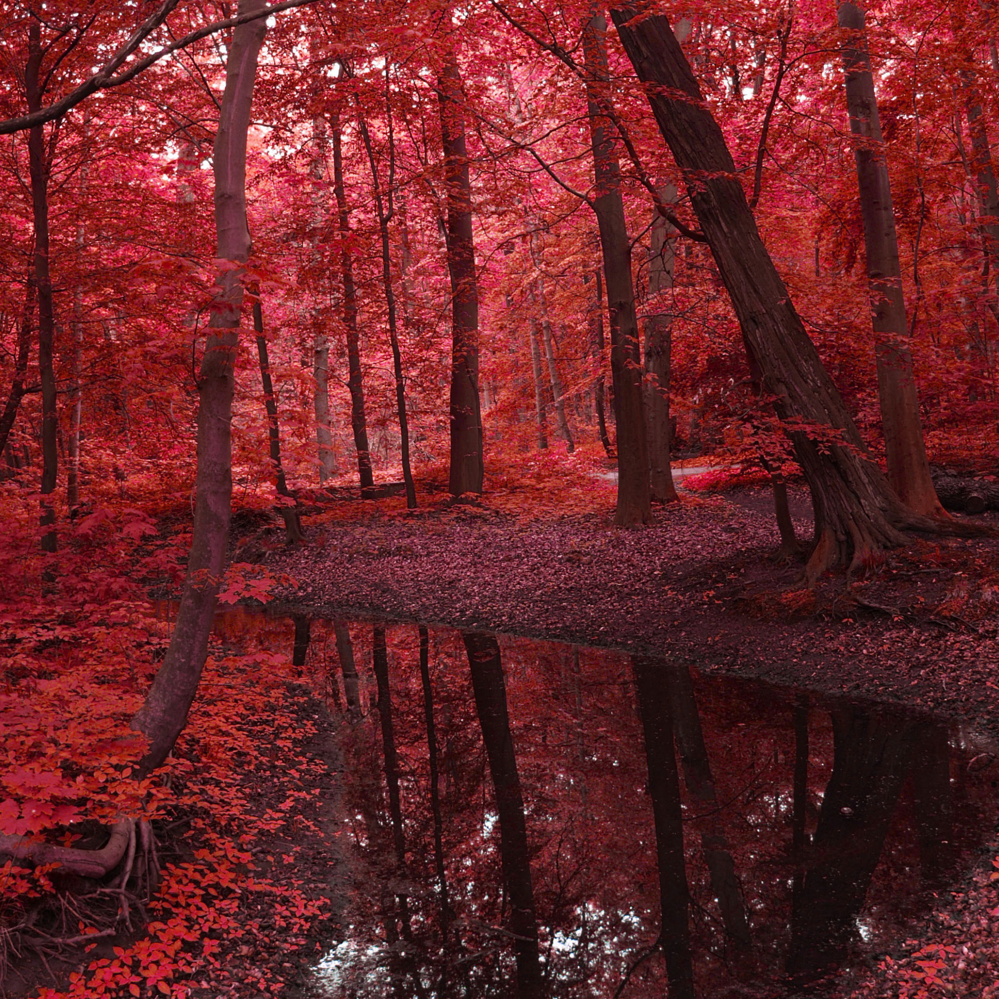 Красная картинка. Ред Аутумн. Красное дерево. Красный лес. Красная осень.