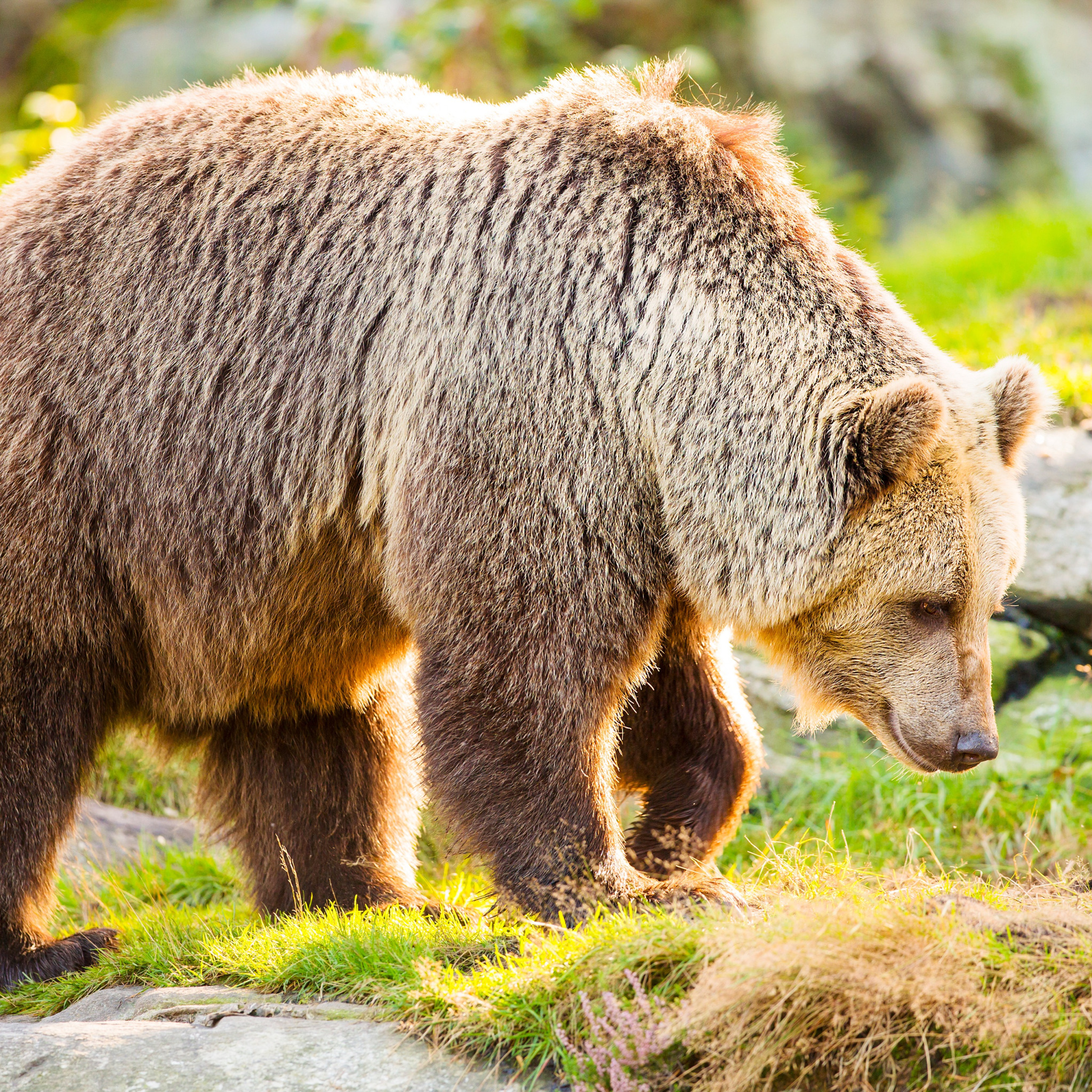 Бурый медведь (Ursus arctos). Апеннинский бурый медведь. Дальневосточный бурый медведь. Медведь Гризли. Медведь умеет читать