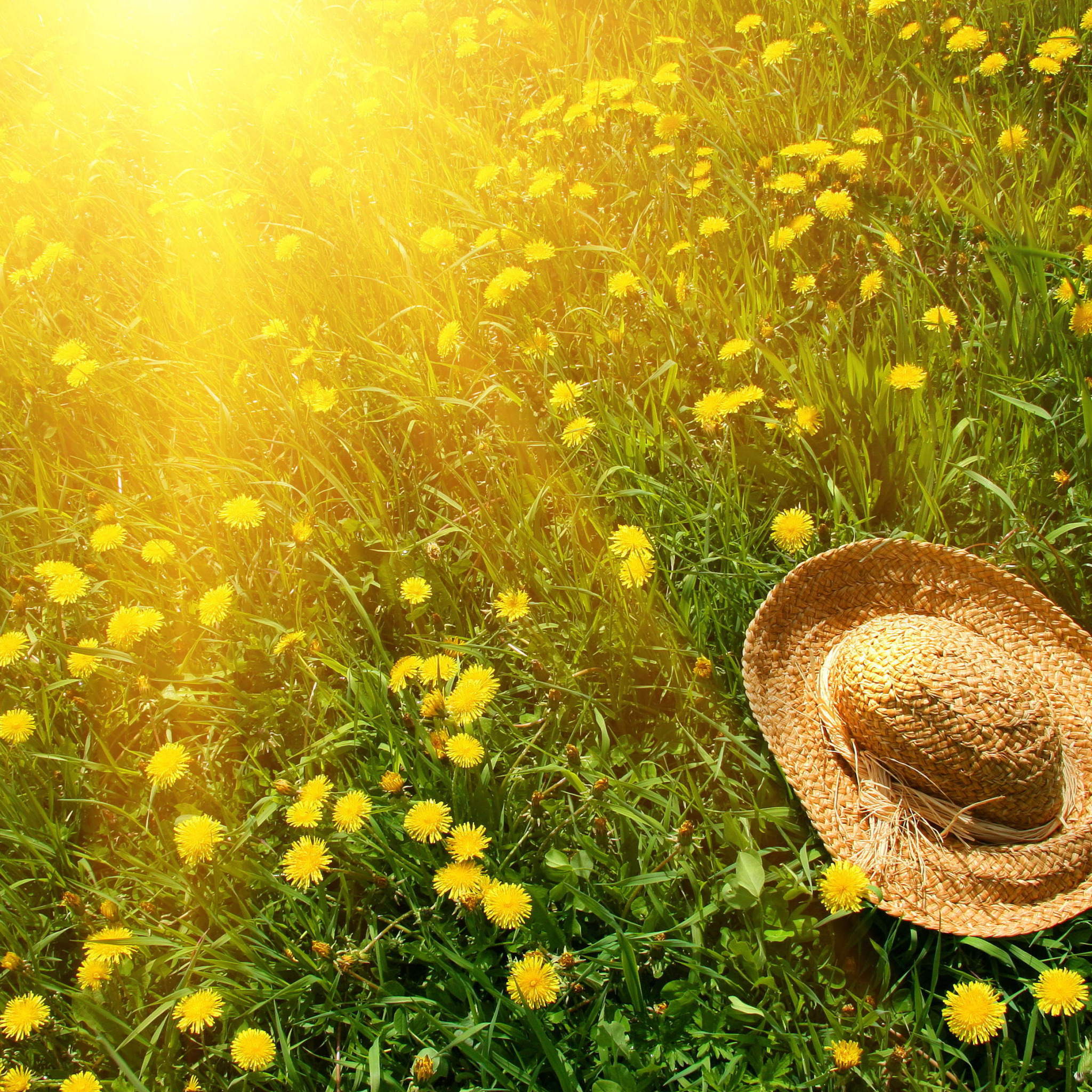 Лето в этом году будет теплая. Лето. Солнечный день. Летние картинки. Солнечный цветок.