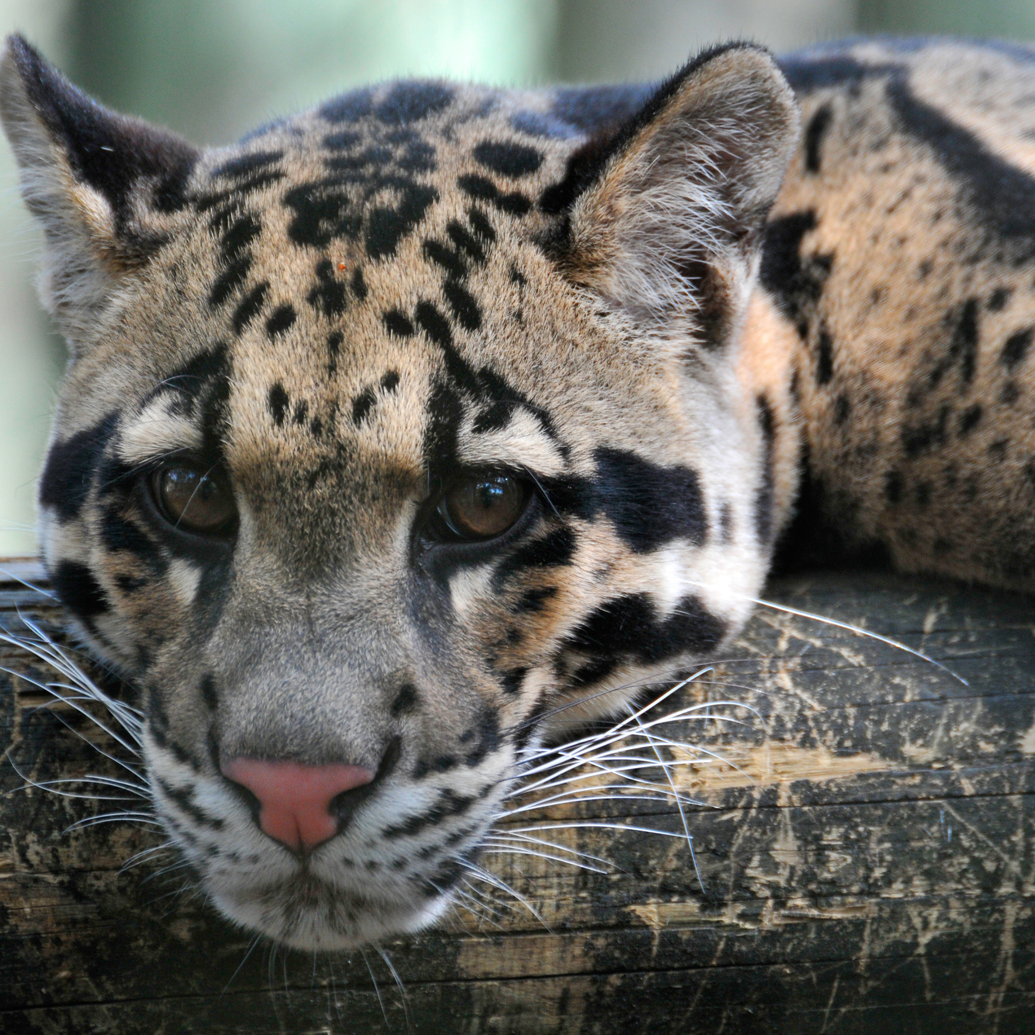 Крупные виды животных. Дымчатый леопард. Кошка - дымчатый леопард. Дымчатый леопард фото. Дымчатый леопард глаза.
