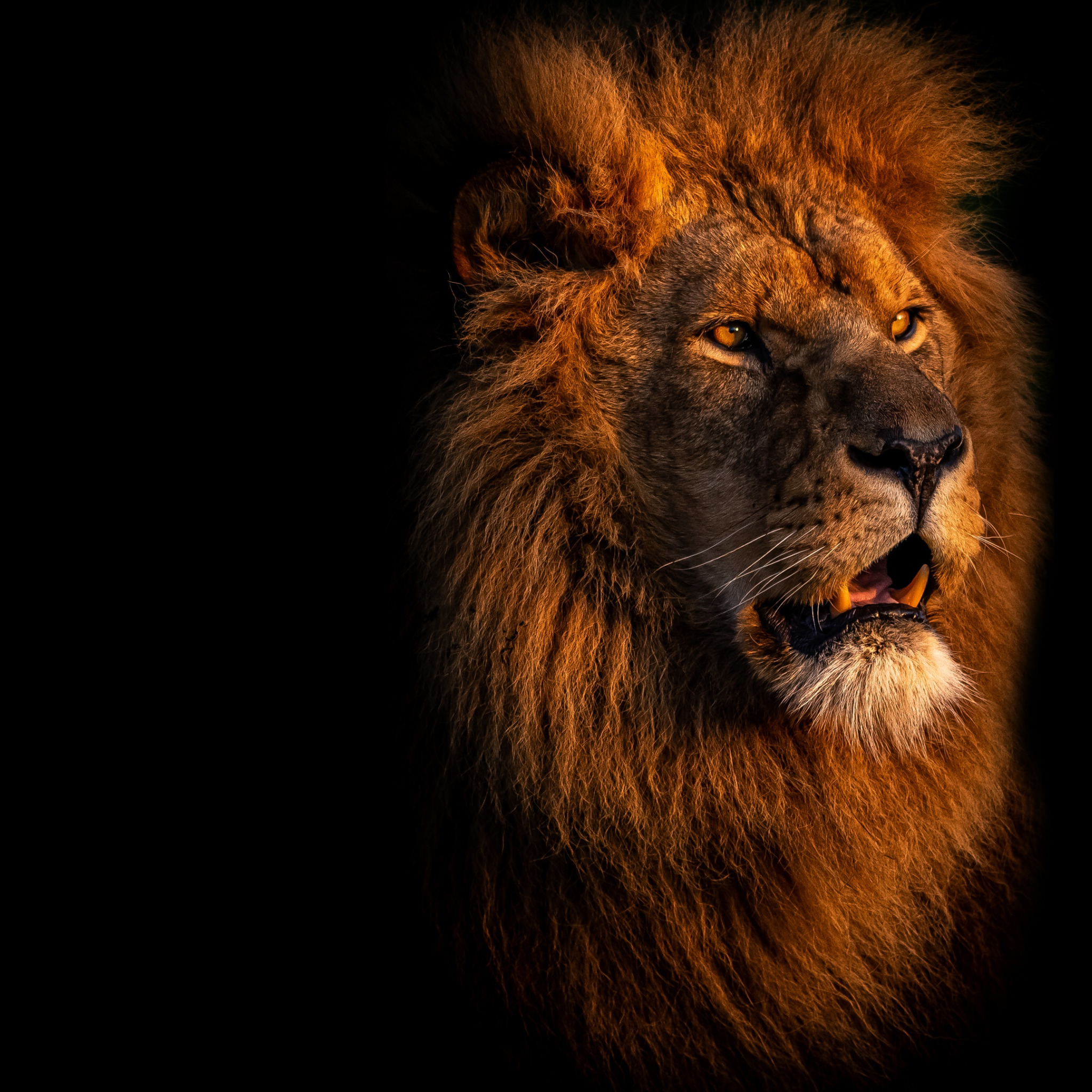 Черный лев 8. Лев. Лев на черном фоне. Голова Льва на черном фоне. Лев фото.