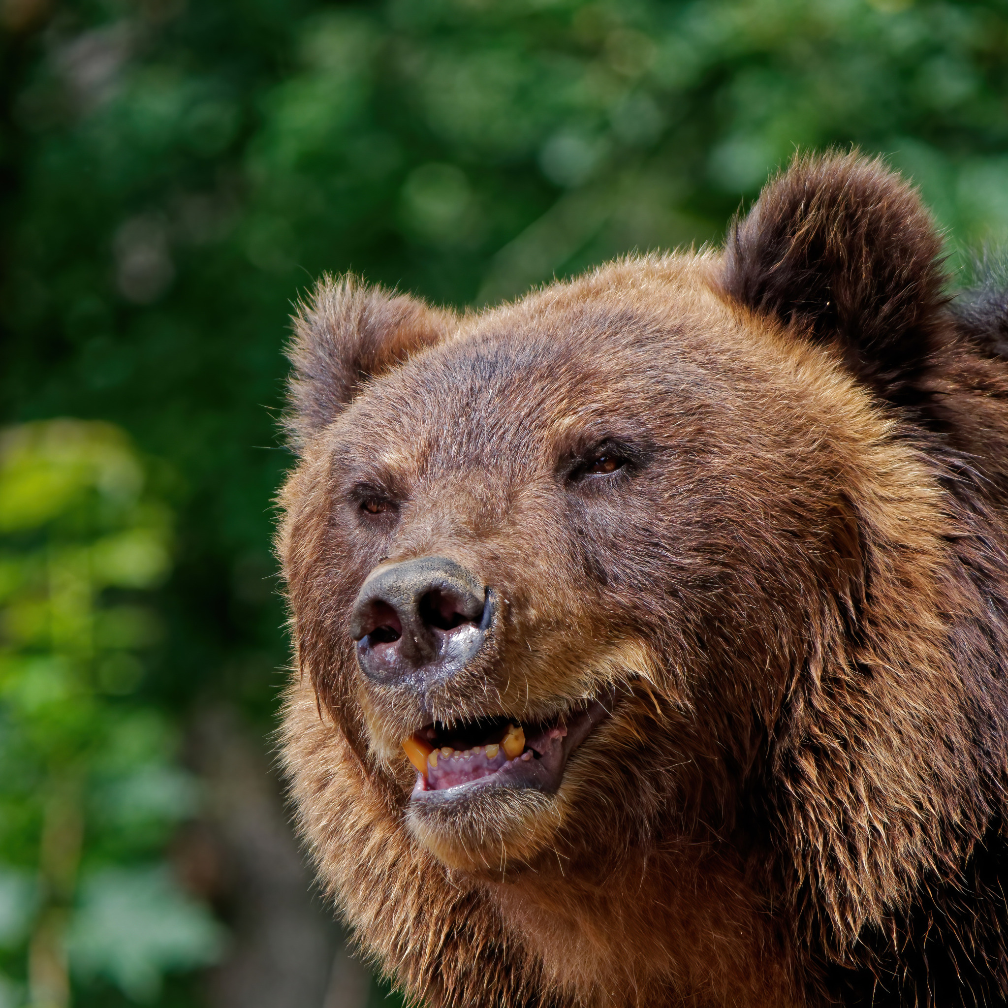 Какая голова у медведя. Новосибирский зоопарк бурый медведь. Медведь в тайге. Бурый медведь. Камчатка медведи.