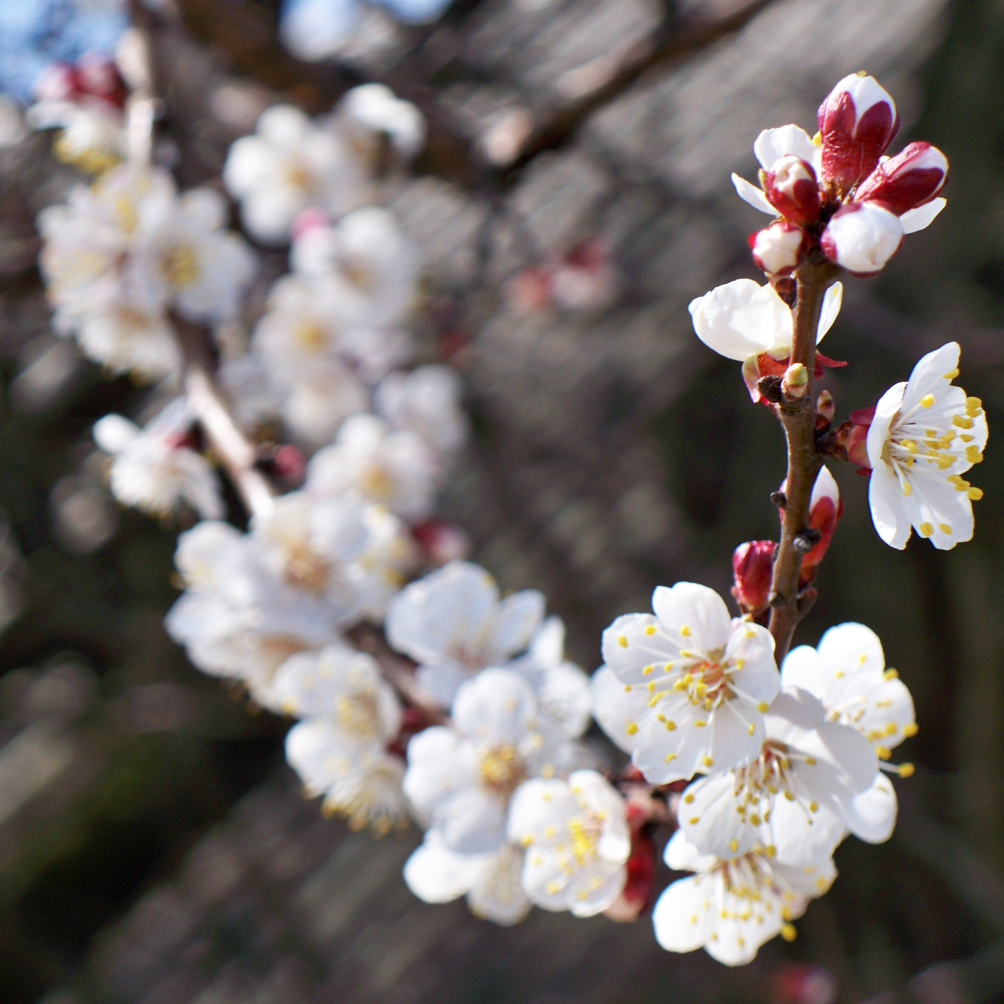 Цветочки весной растут песня. Цветущий абрикос вишня. Цветение абрикосового дерева в Японии. Цветение почек на абрикосе.