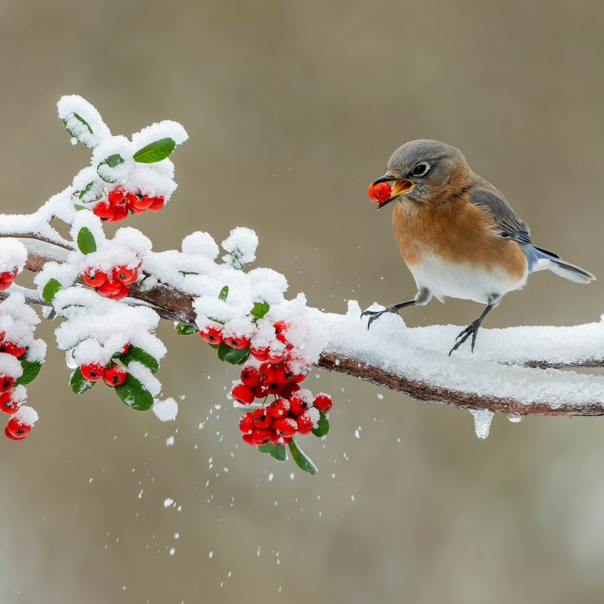 Зимний фон с птицами