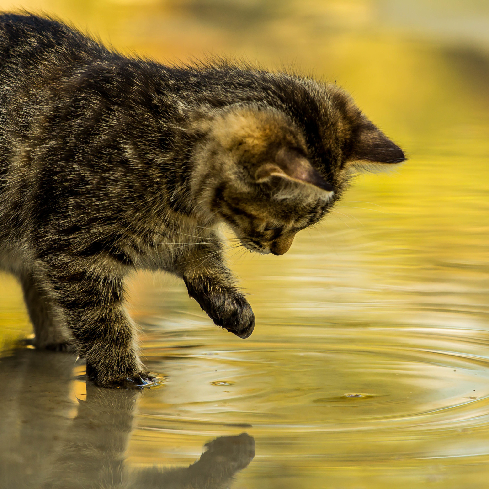 Котята играют предложение. Кошки. Котенок в луже. Кошка в воде. Котенок дождь.