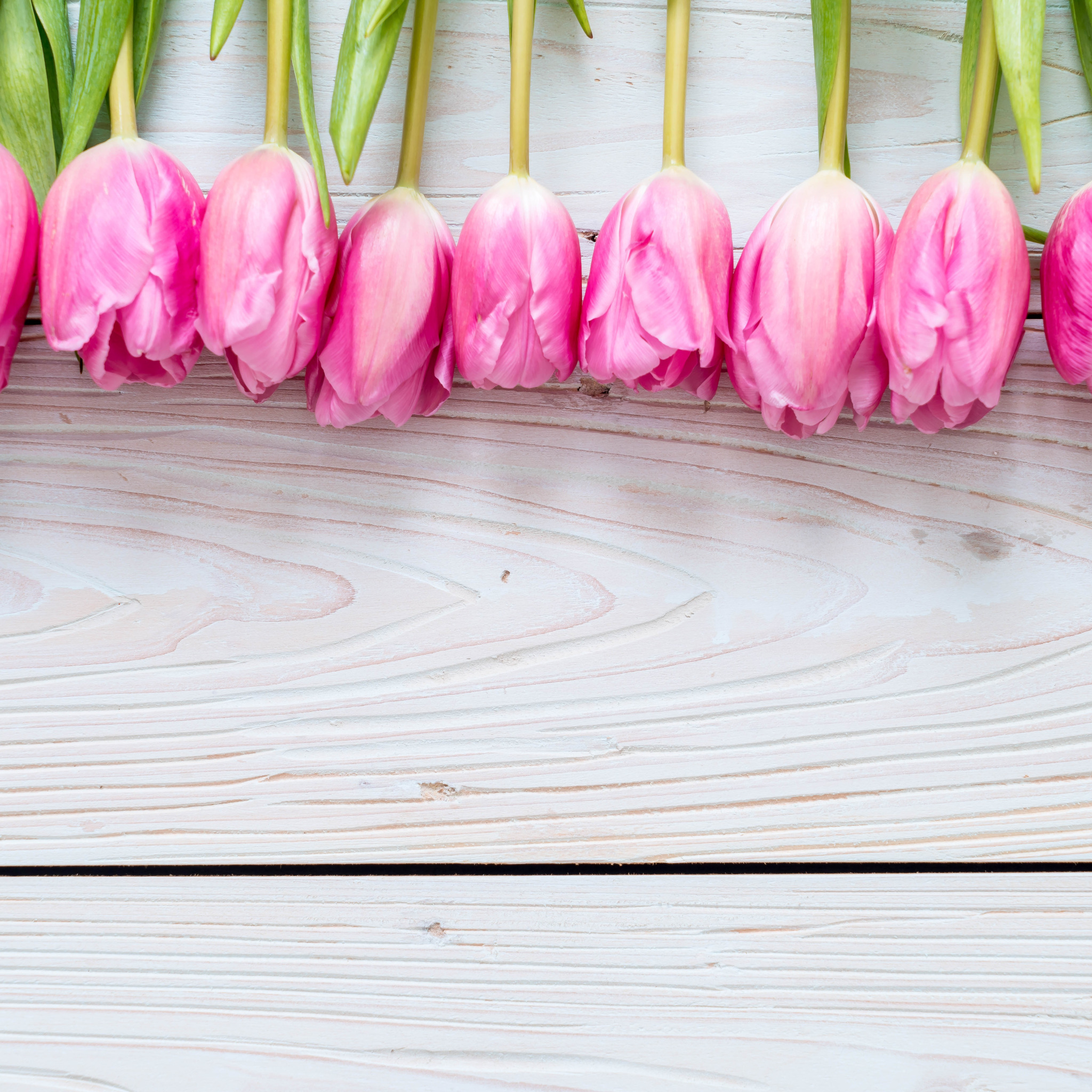 Обложка для вк тюльпаны. Розовые тюльпаны. Тюльпаны фон. Тюльпаны на розовом фоне. Цветочный фон тюльпаны.
