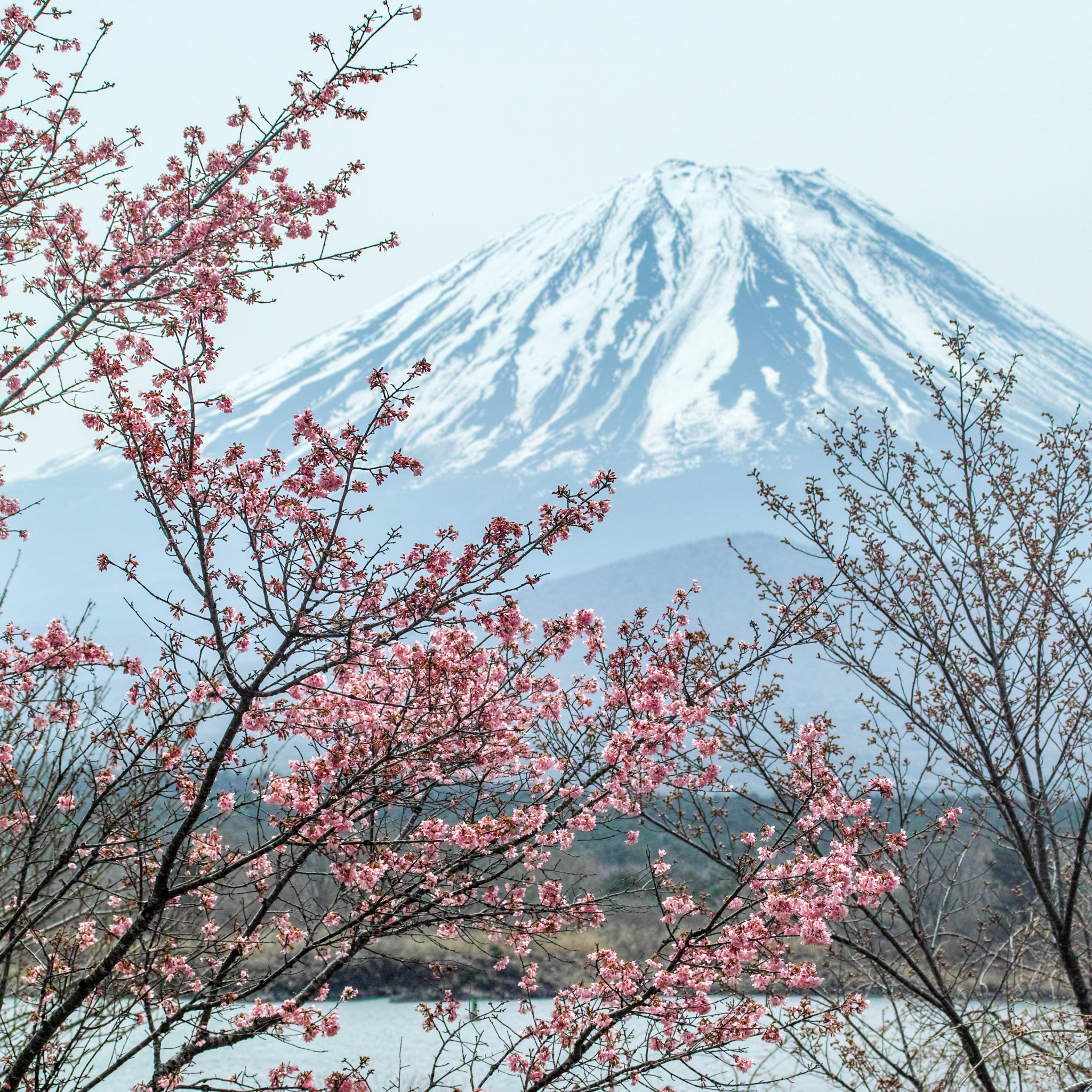 Сакура фудзияма. Сакура и вулкан Фудзияма. Сакура Фуджи. Япония гора Фудзияма и Сакура. Гора Фудзи и Сакура.