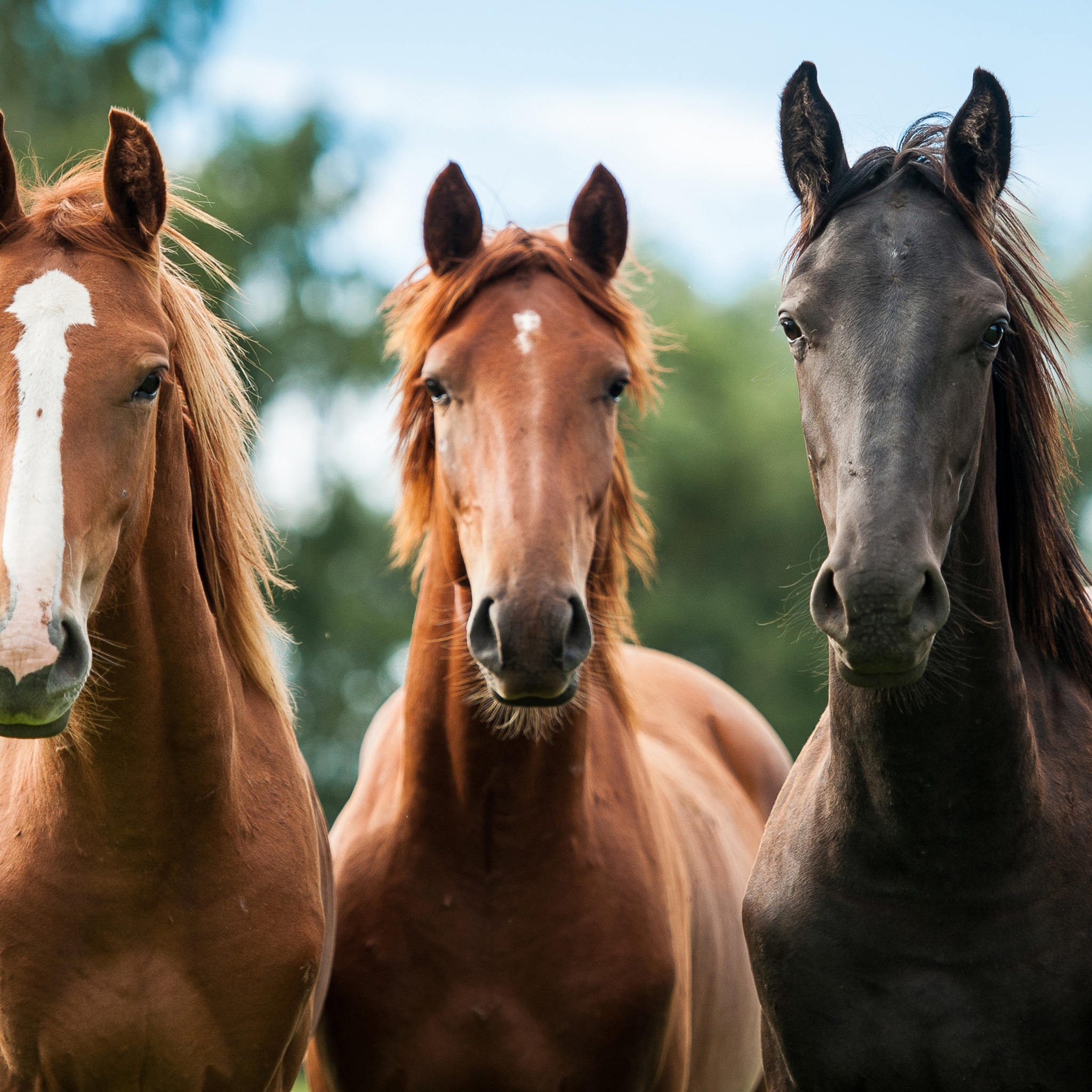 Horse Threesome