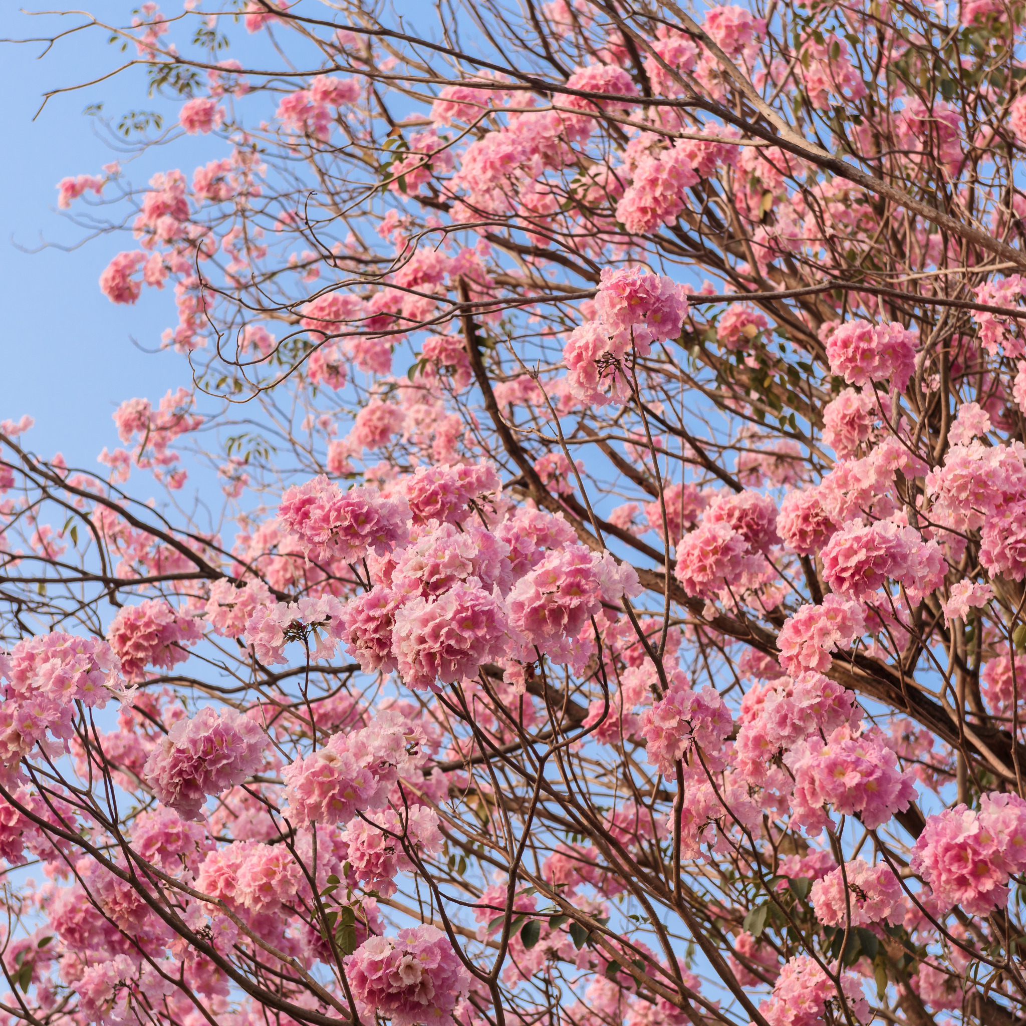 Что цветет розовым цветом деревья. Сакура Розеа плена. Софора розовая. Дерево с розовыми цветами. Розовое дерево название.