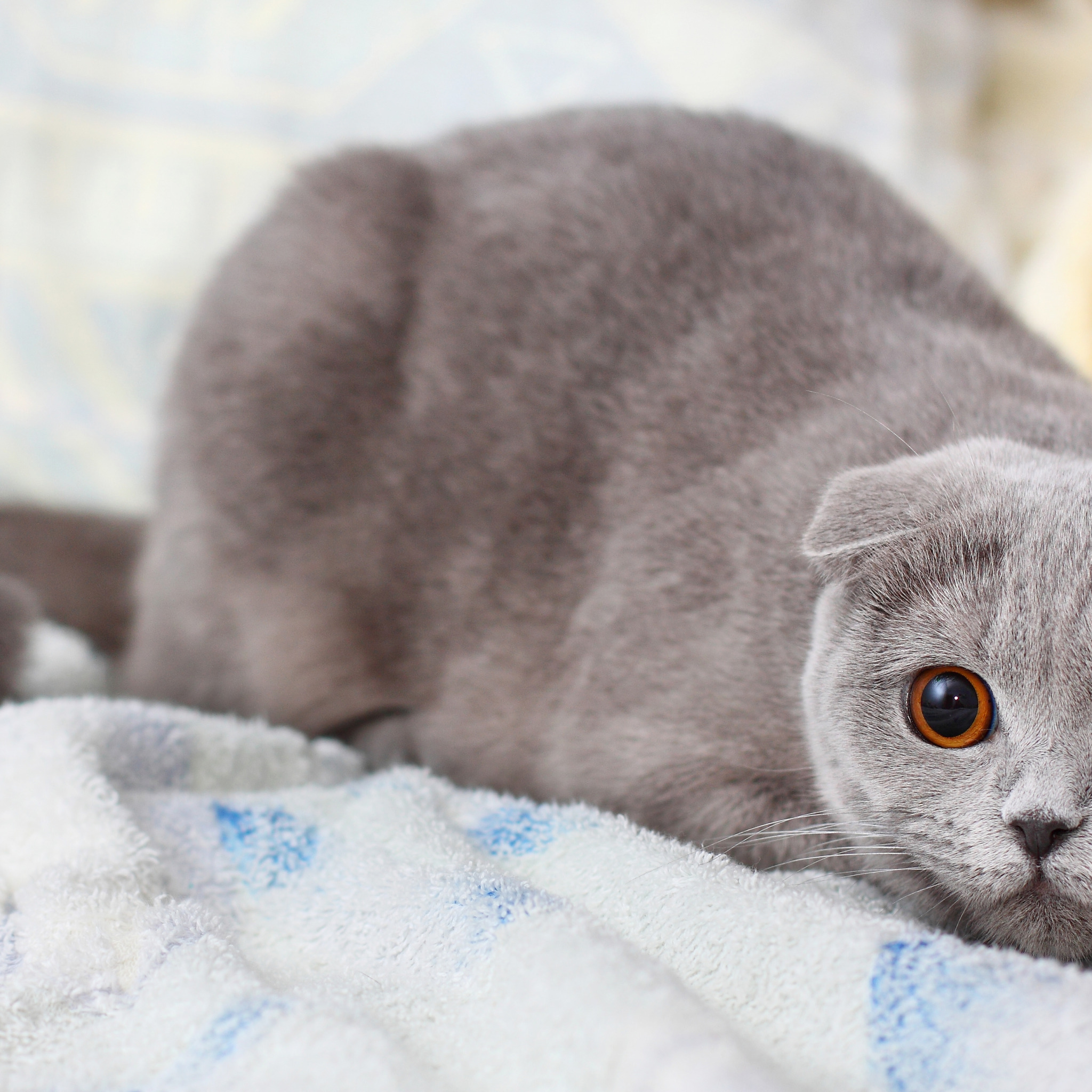 Цвета вислоухих кошек. Шотландская вислоухая кошка голубая. Скоттиш-фолд Шотландская. Шотландская вислоухая кошка серая. Кот шотландец вислоухий серый.