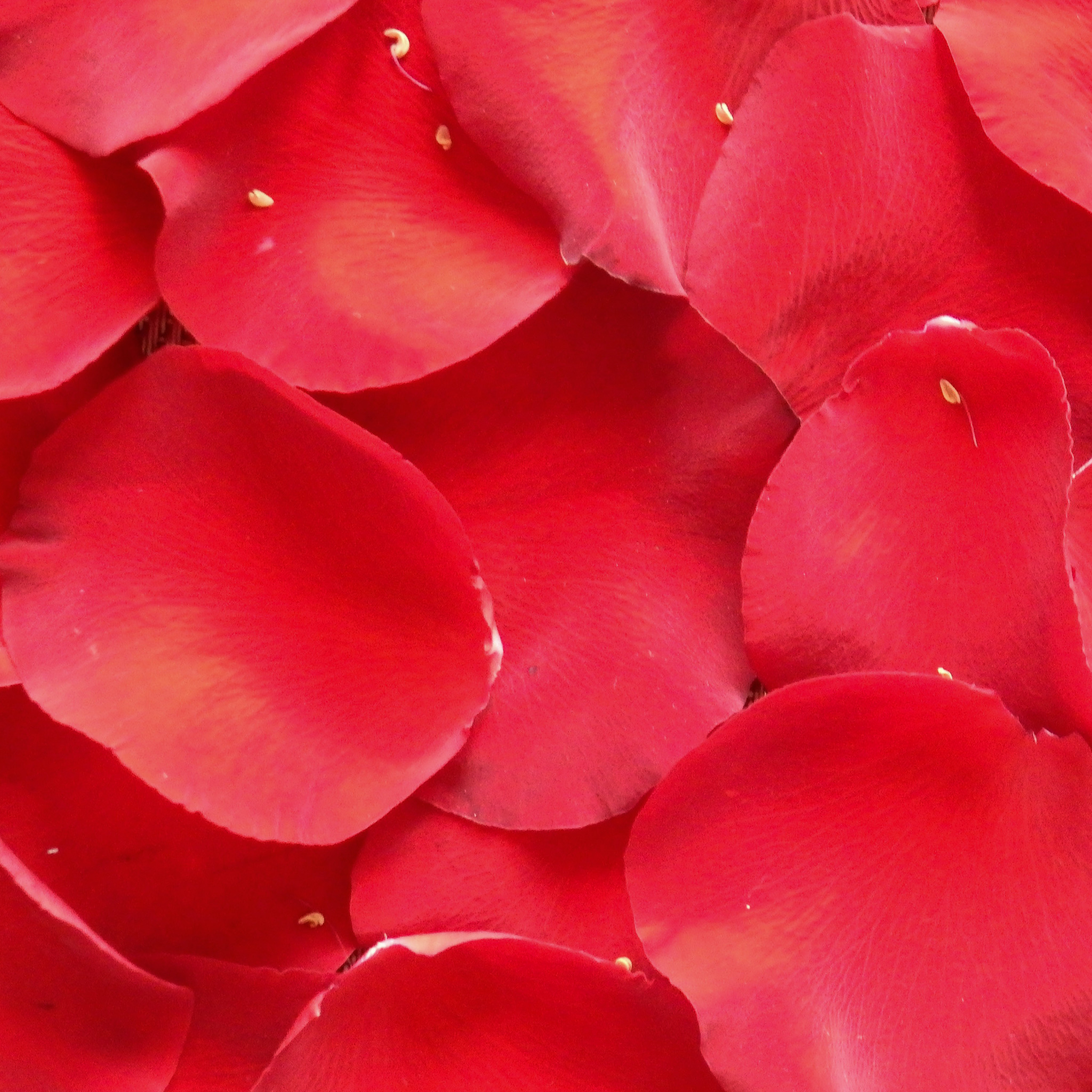 Лепестками розового красного