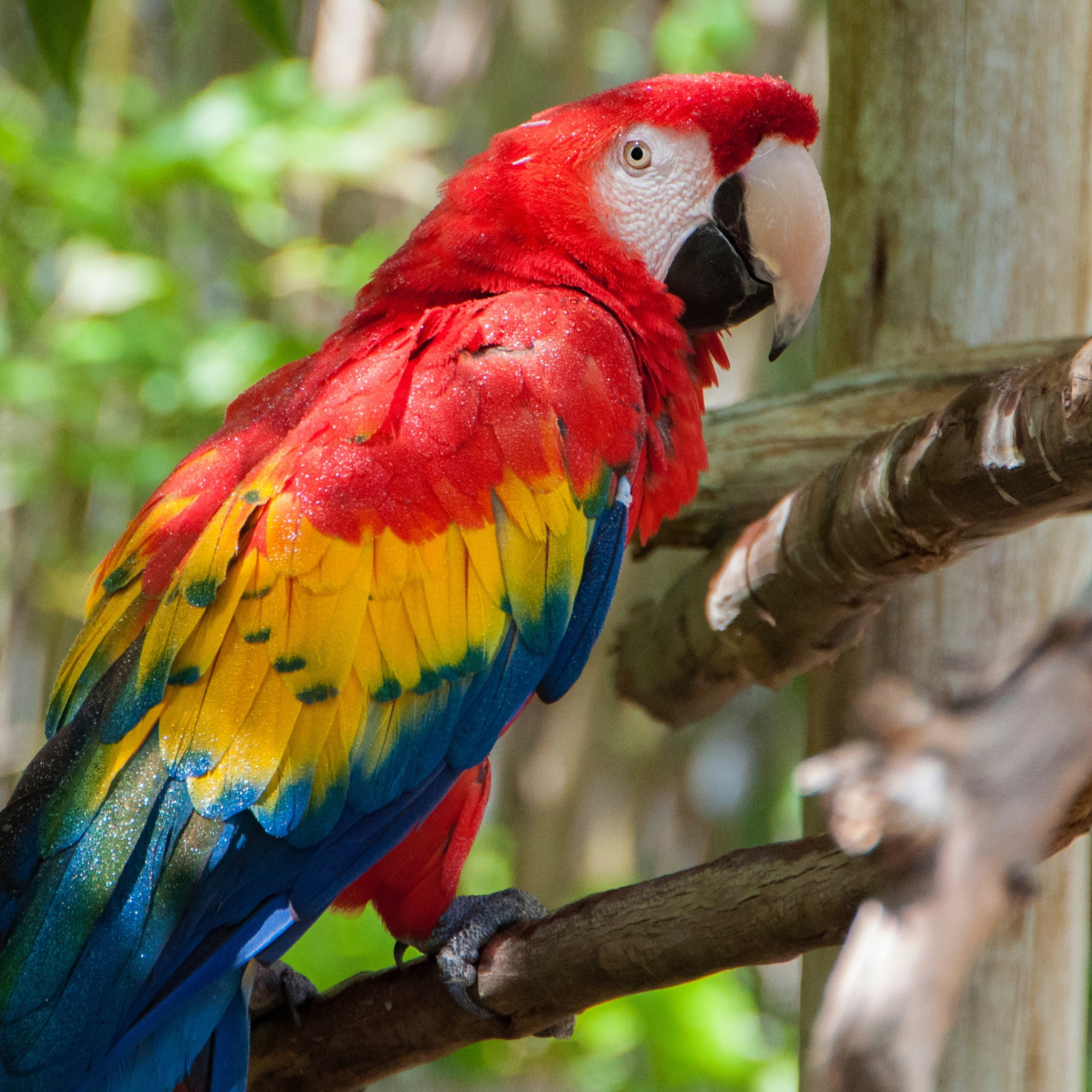 Большой цветной попугай. Арара попугай. Попугай ара и Какаду. Жако попугайчик разноцветный. Попугай ара в Южной Америке.