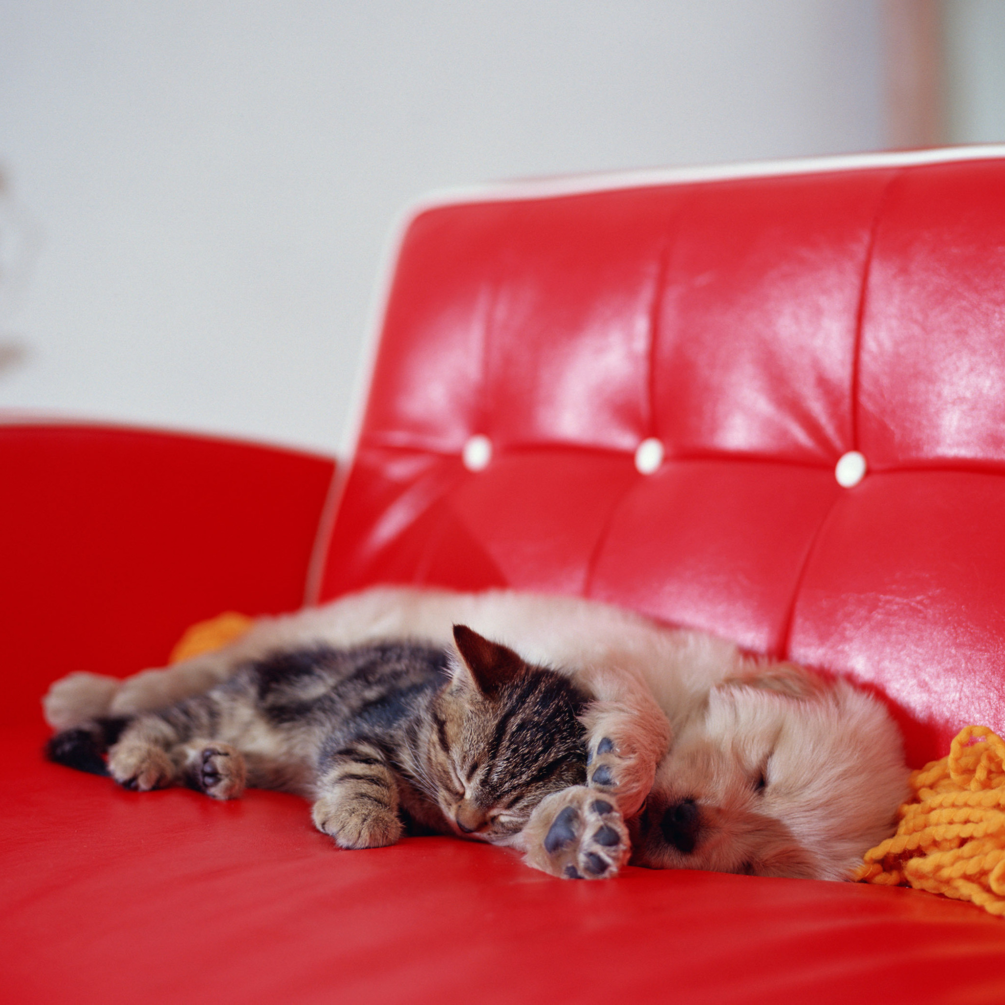 Кот на диване мягкая мебель