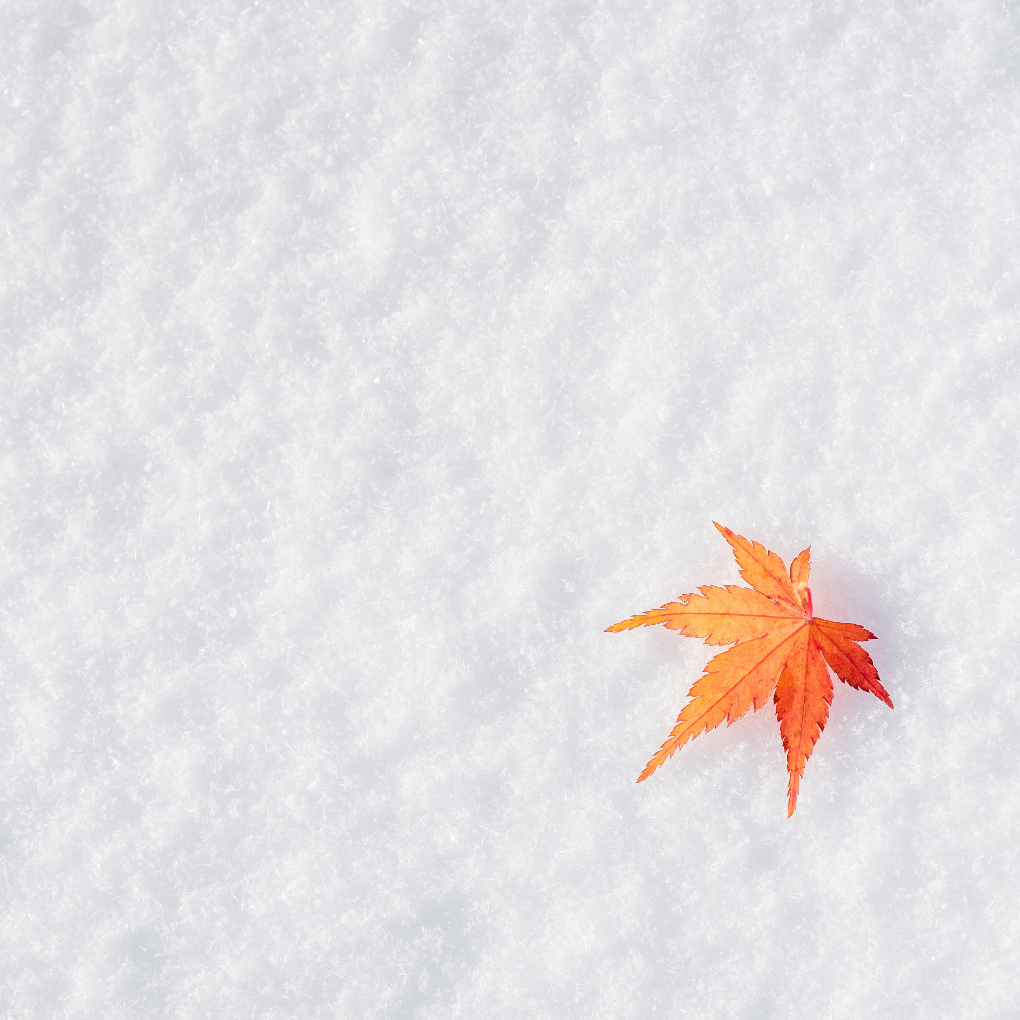 Сугробы листьев. Фон осень зима. Листочки в снегу. Ноябрь фон. Осенне зимний фон.