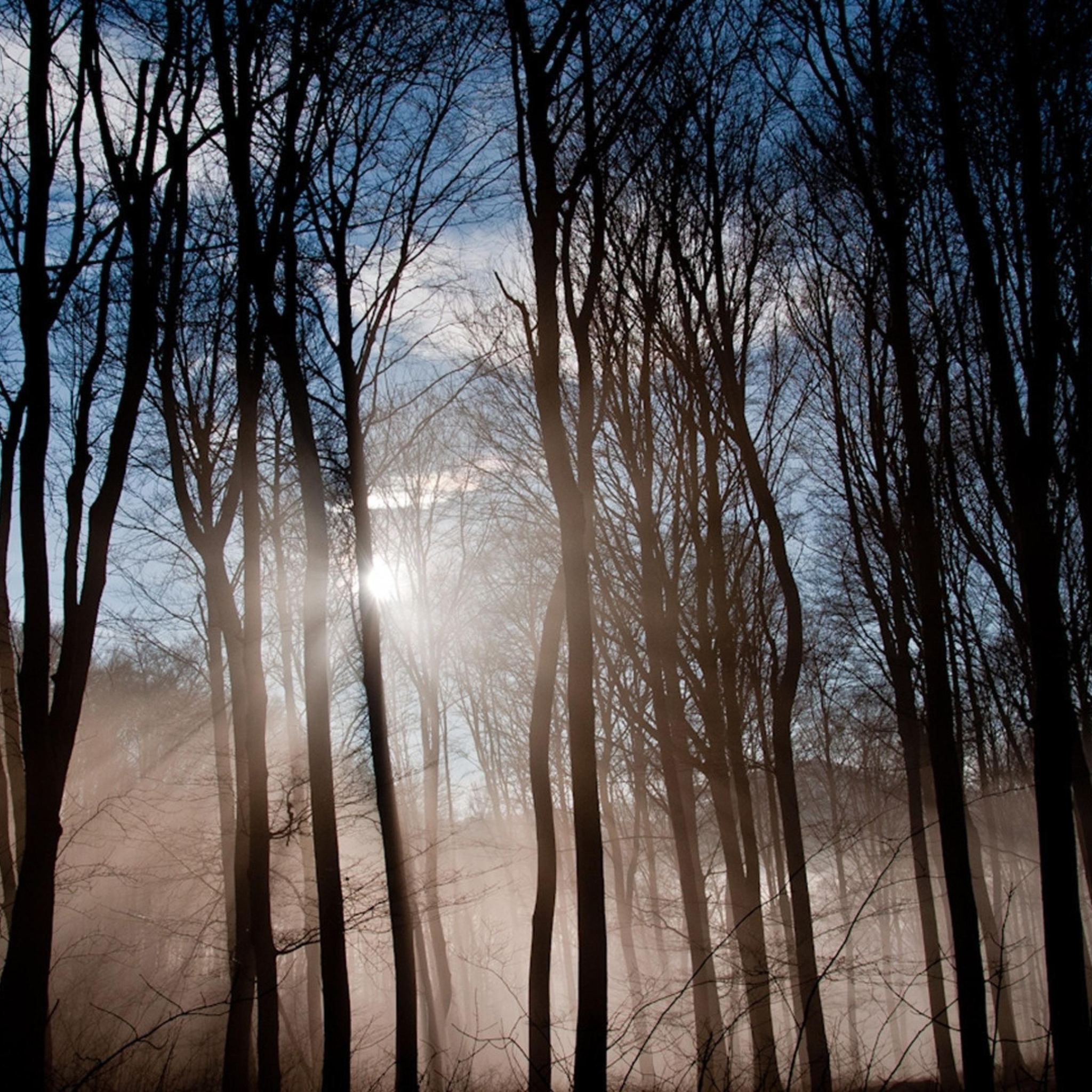 Солнечный лес в тумане большие изображения. Пробуждение леса
