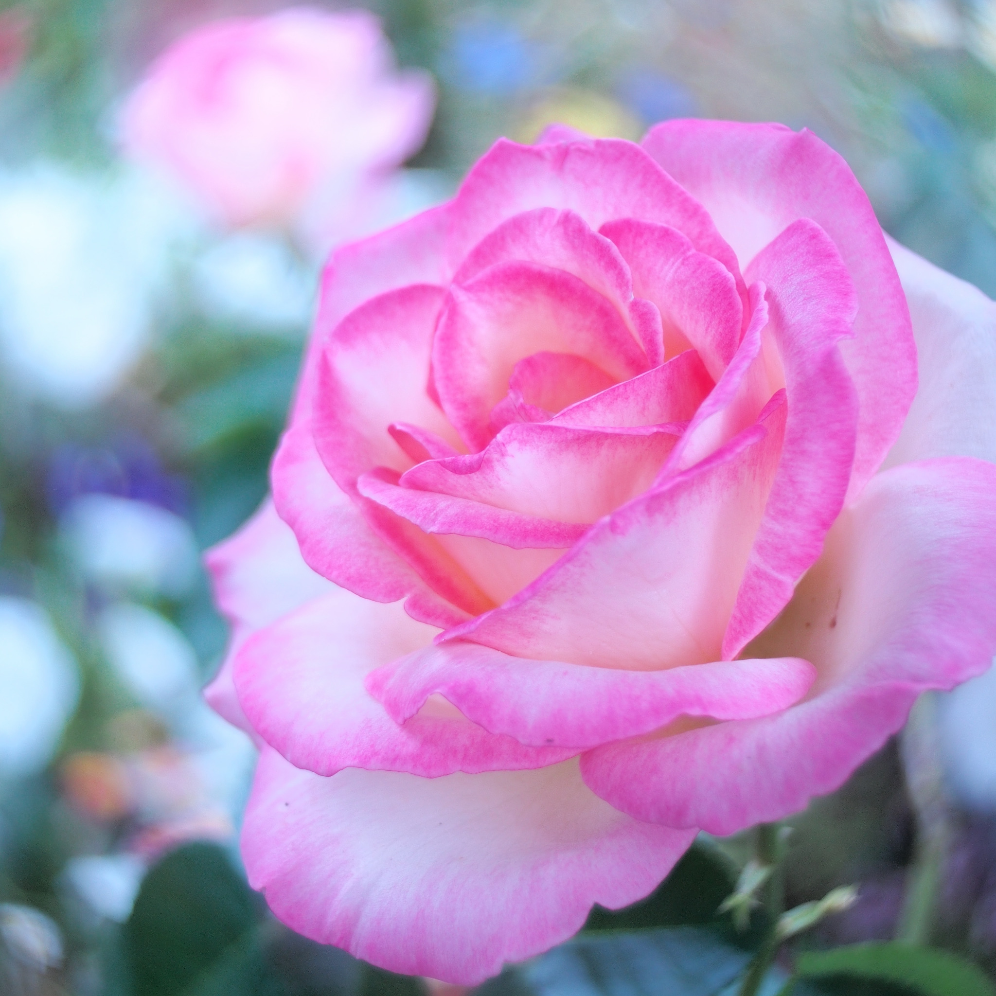 Розовые розы год песни. Бутон розовой розы. Бархатные розовые розы. Три розовые розы. Розовые розы фон.