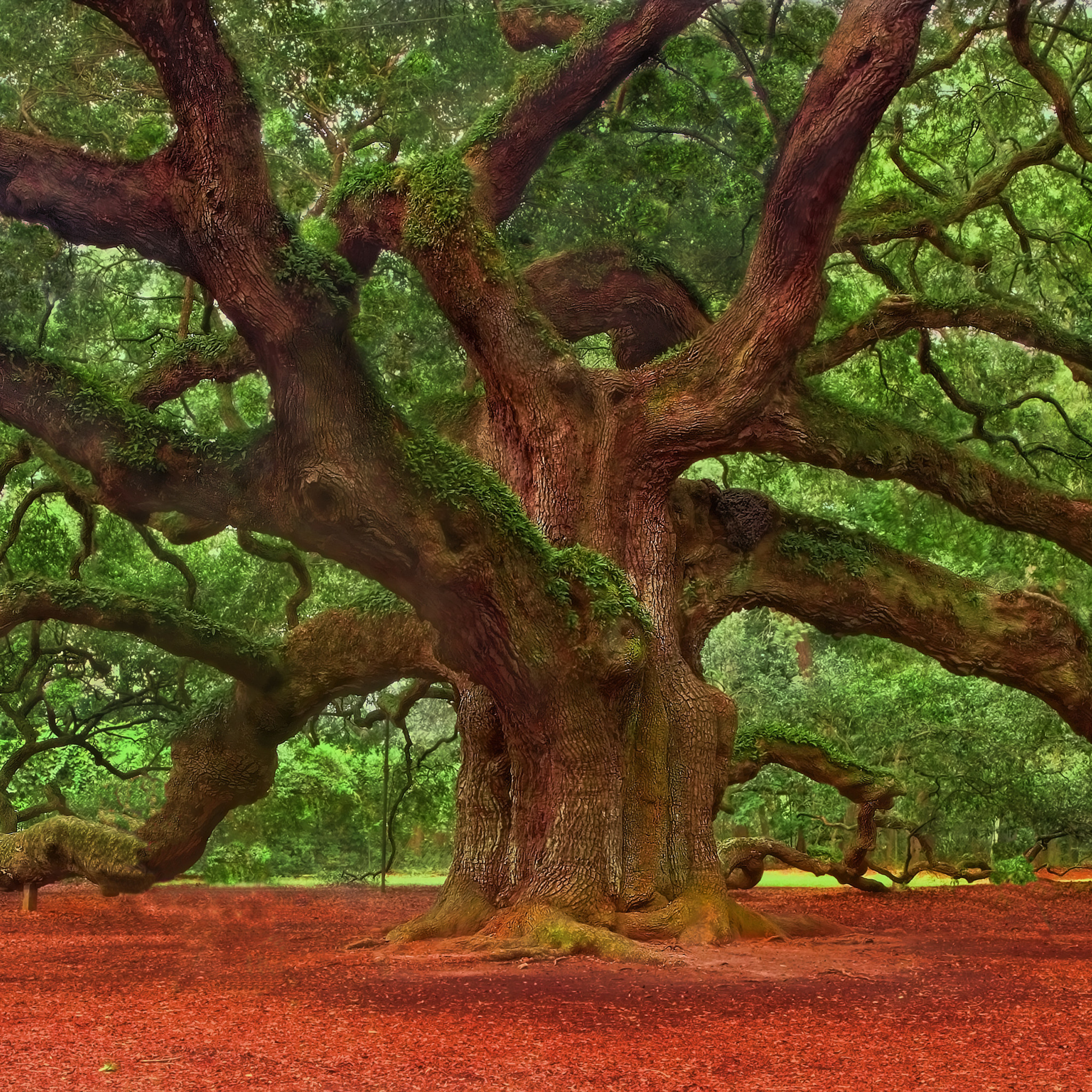 Красивые деревья в россии. Дуб парк Фредвилл, Нонингтон, Великобритания. Раскидистое дерево дуб. Ветвистое дерево. Мощное дерево.