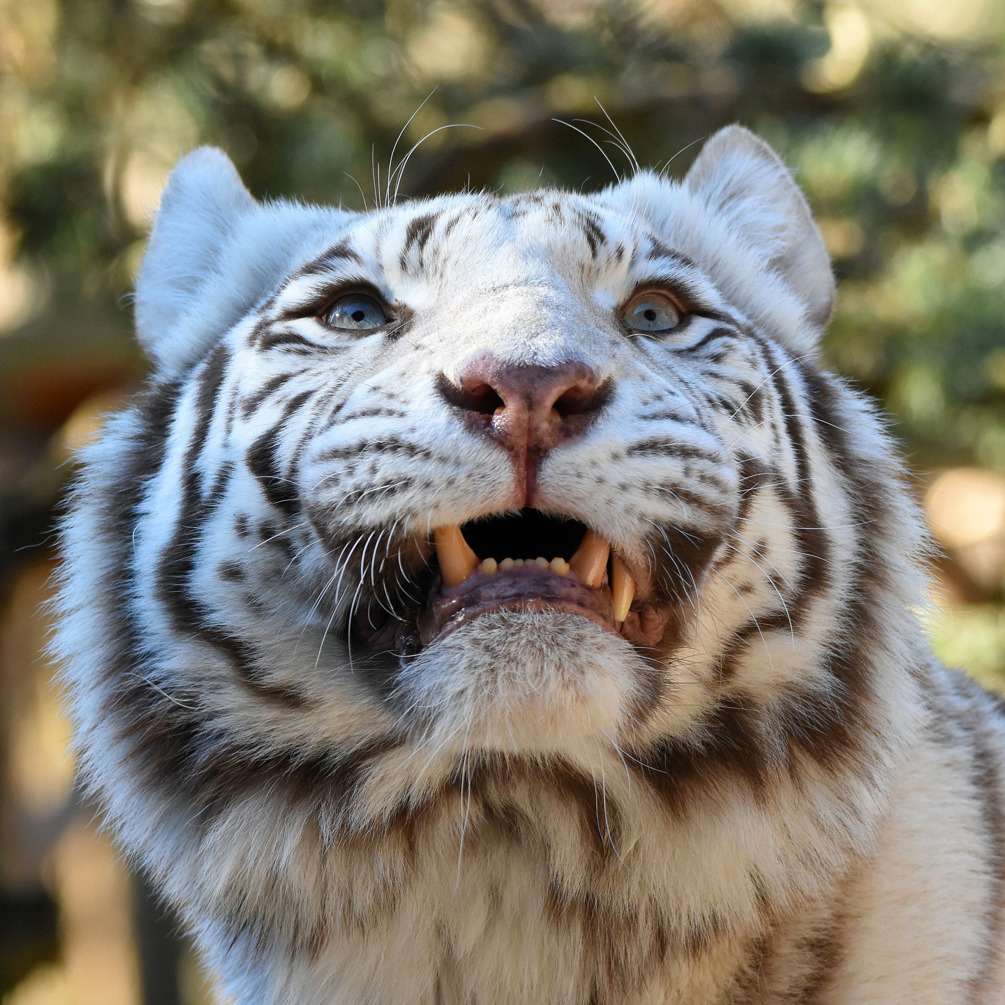 Белый тигр рычит. Белый тигр оскал. Рык- Сундарбанские тигры. Тигр рычит.