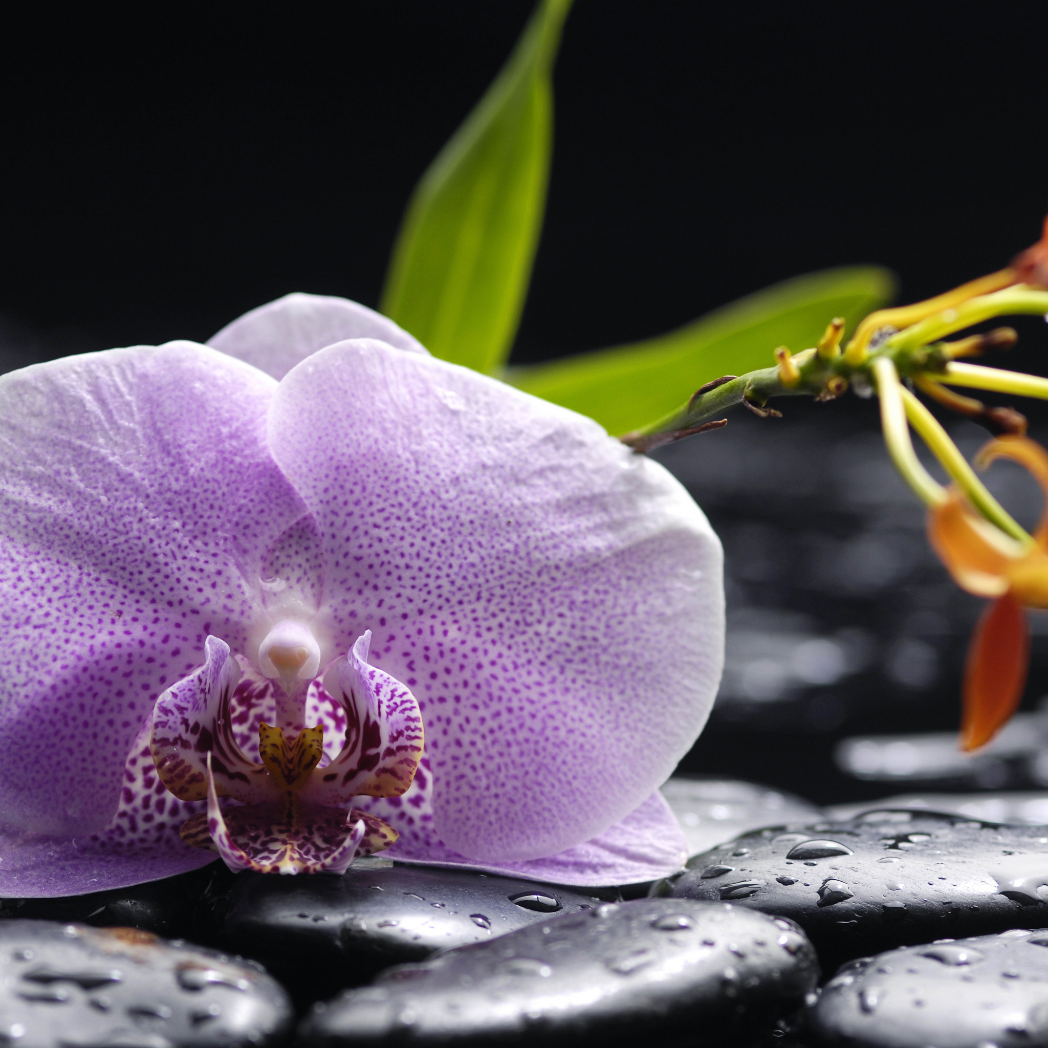 фото орхидеи на заставку телефона красивые