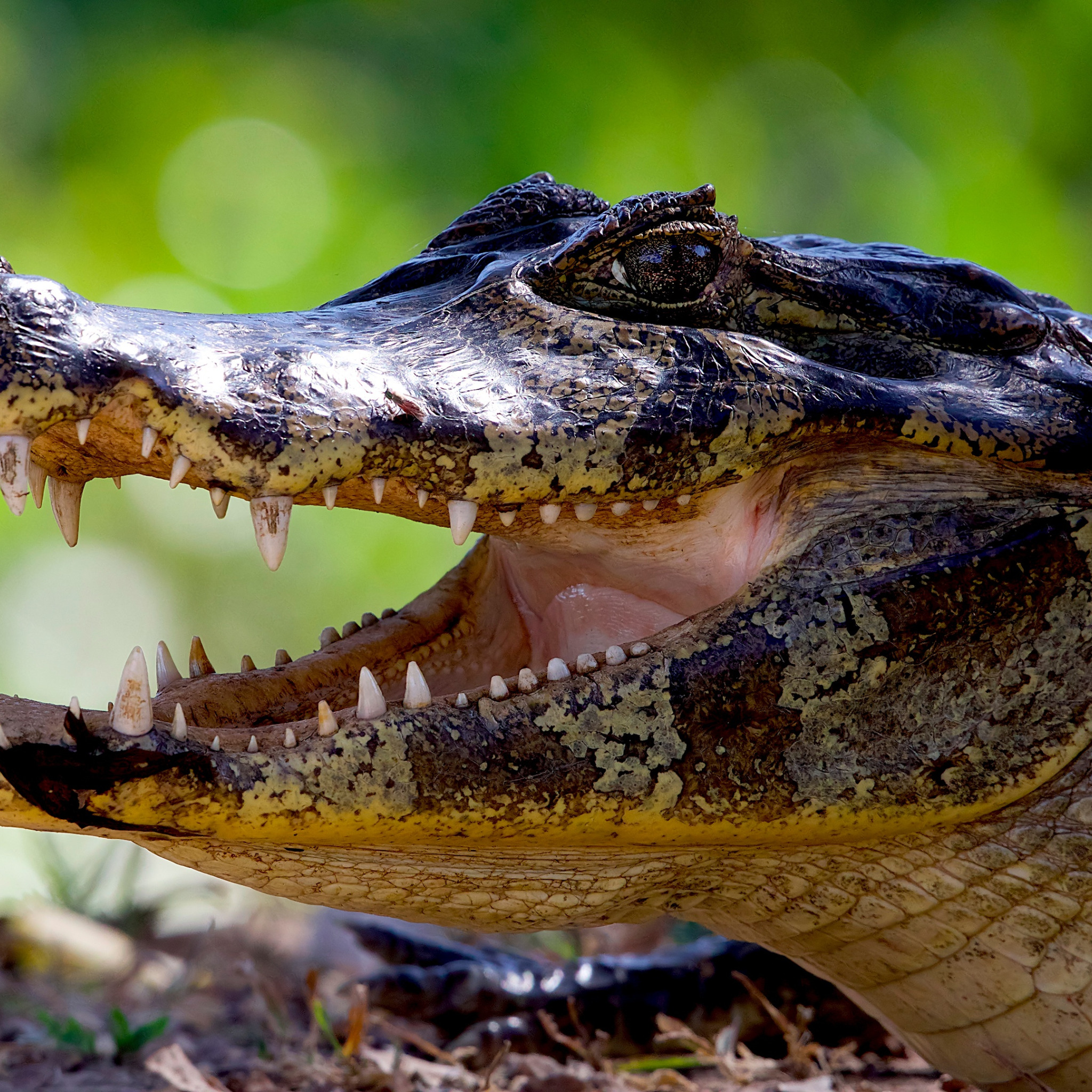 Класс пресмыкающиеся зубы. Крокодил Аллигатор Кайман. Крокодил Аллигатор Кайман гавиал. Нильский Кайман. Гребнистый крокодил.