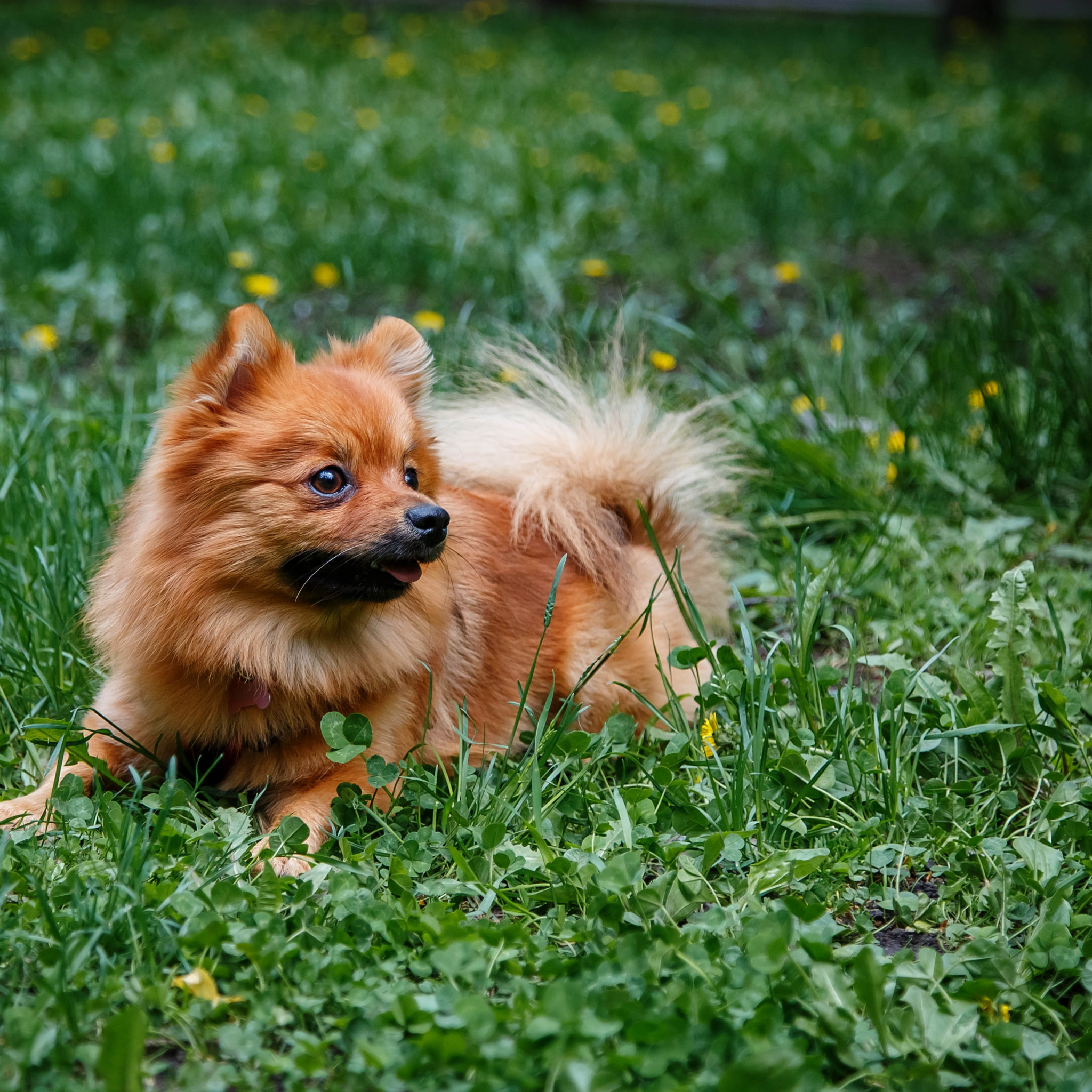 Собака рыжик. Собака летом. Пес Рыжик домашние животные. Рыжик самый красивый на свете пес.